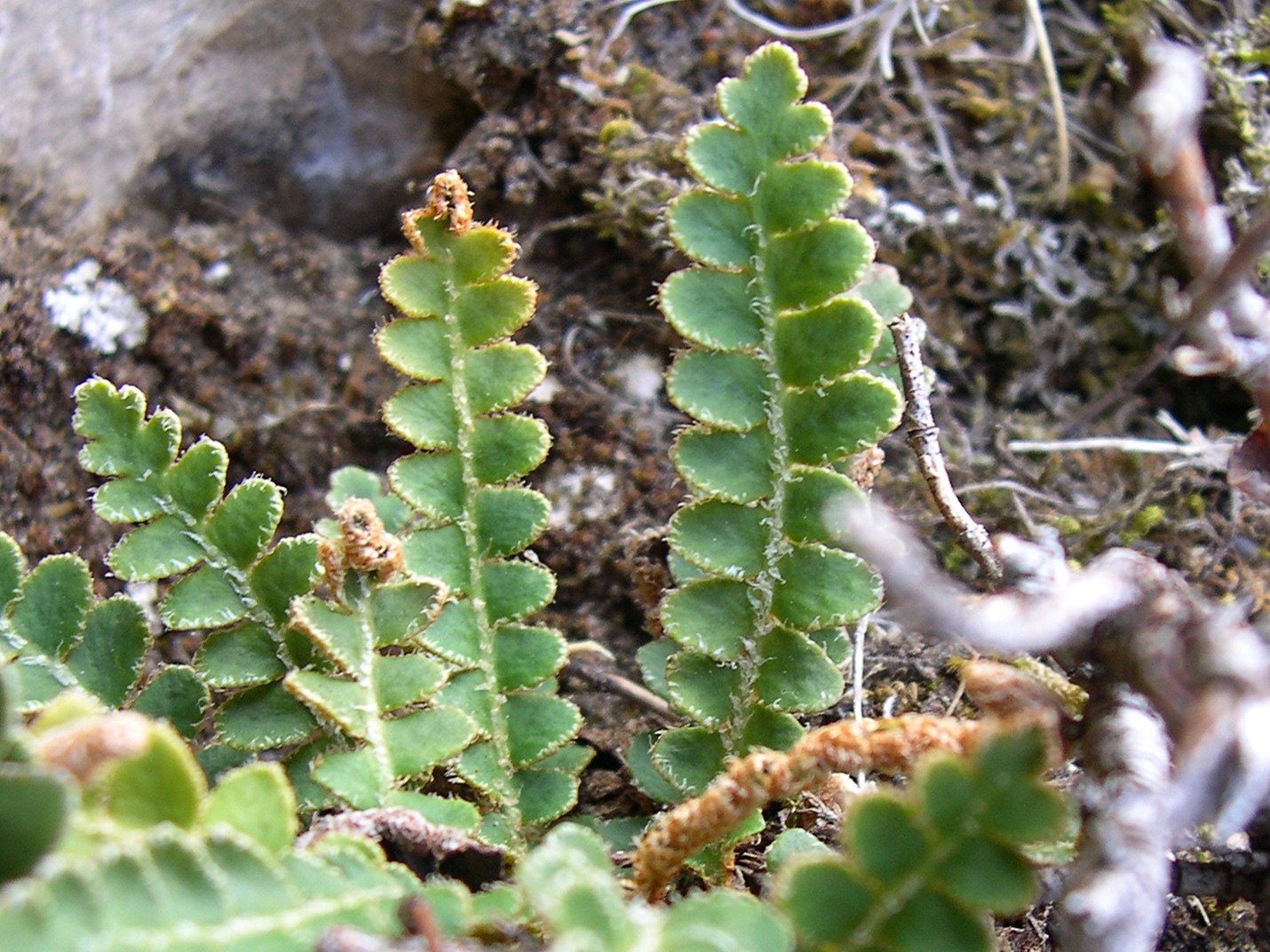 Afficher le média ceterach_officinarum1md ceterach_officinarum1md