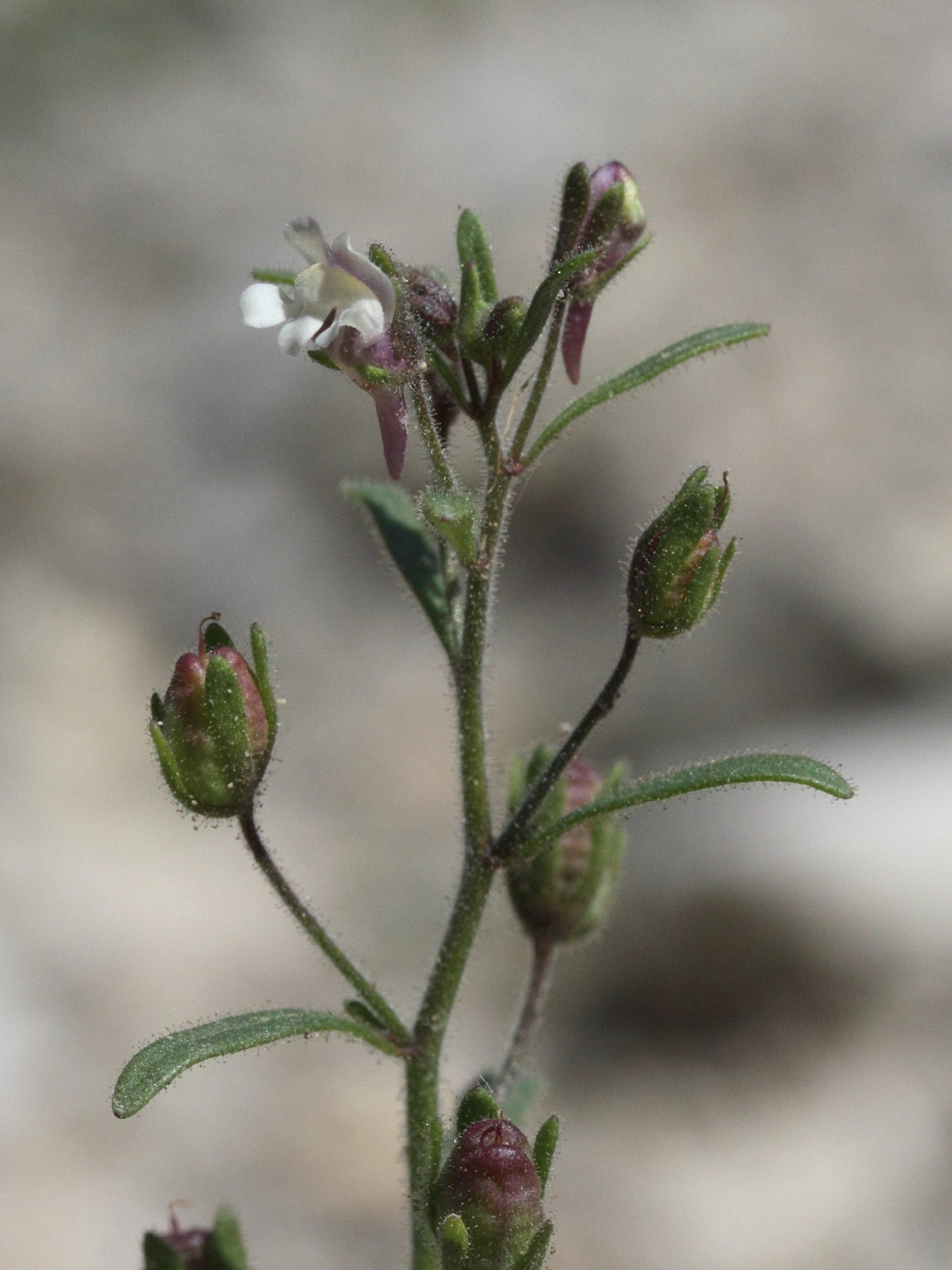 Afficher le média chaenorrhinum_minus4md chaenorrhinum_minus4md