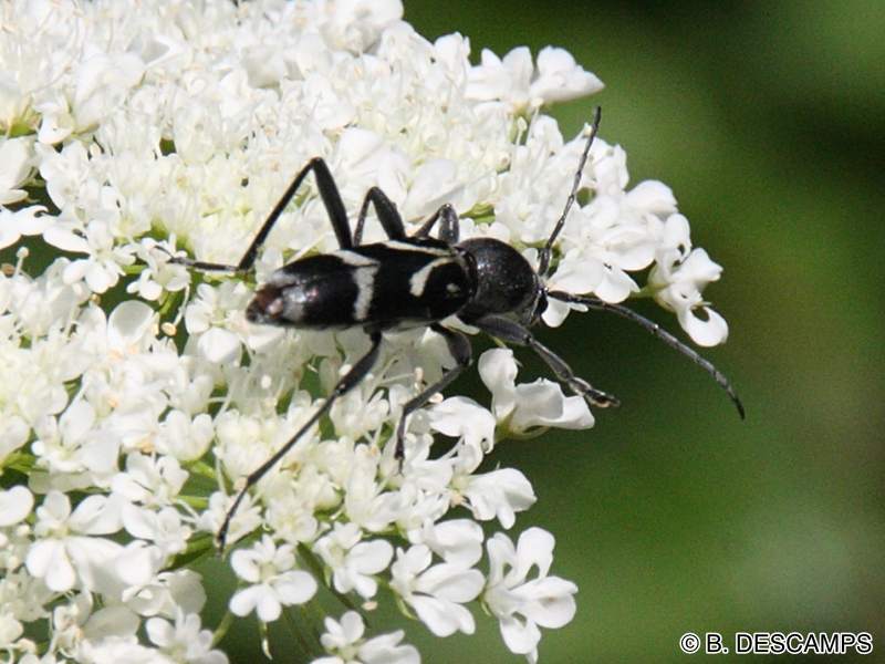 chlorophorus_figuratus1