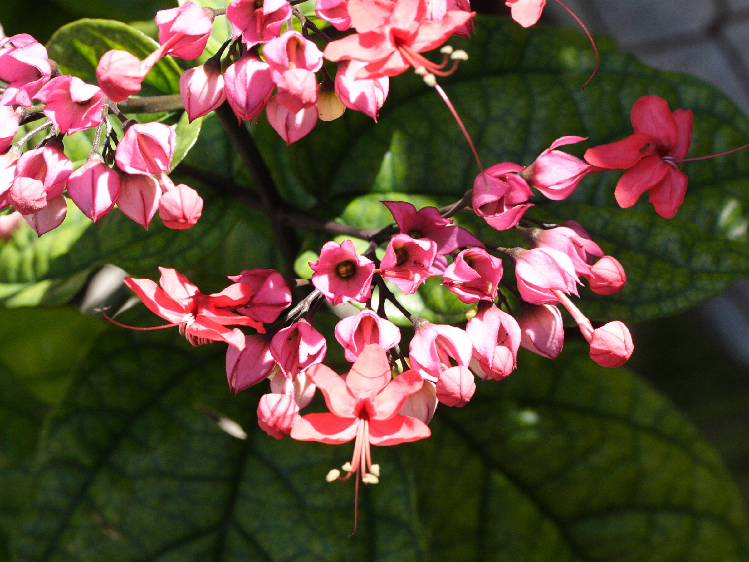 clerodendrum_thomsonae3md