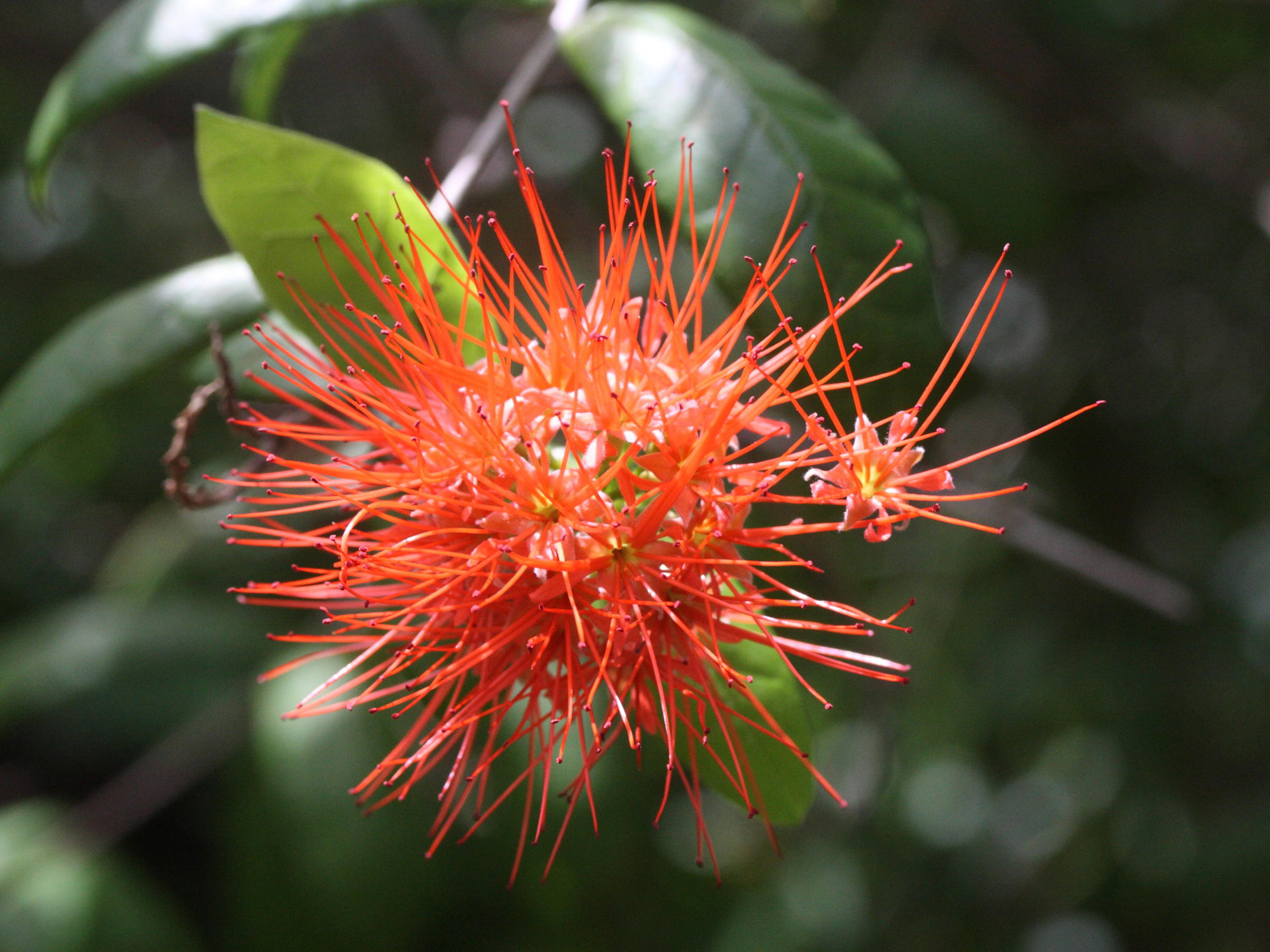 Afficher le média combretum_constrictum2md combretum_constrictum2md