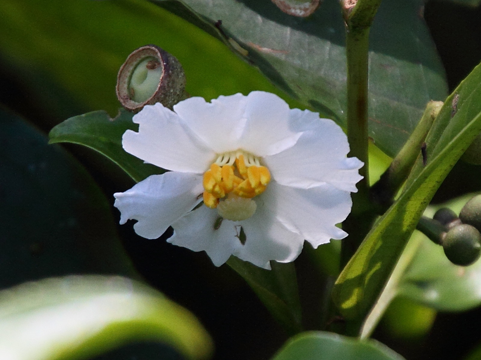 Afficher le média conostegia_oerstediana3md conostegia_oerstediana3md