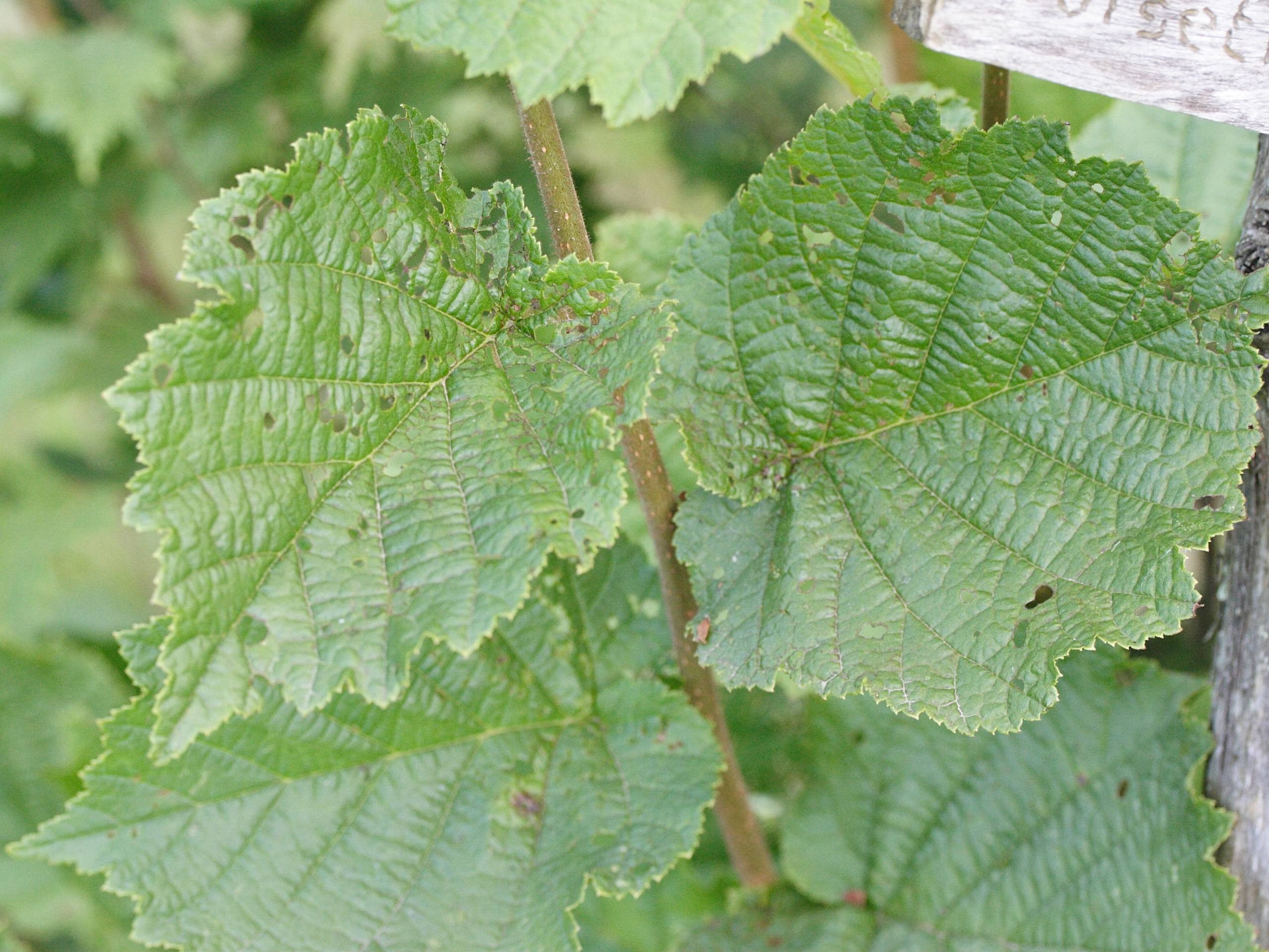corylus_heterophylla3md