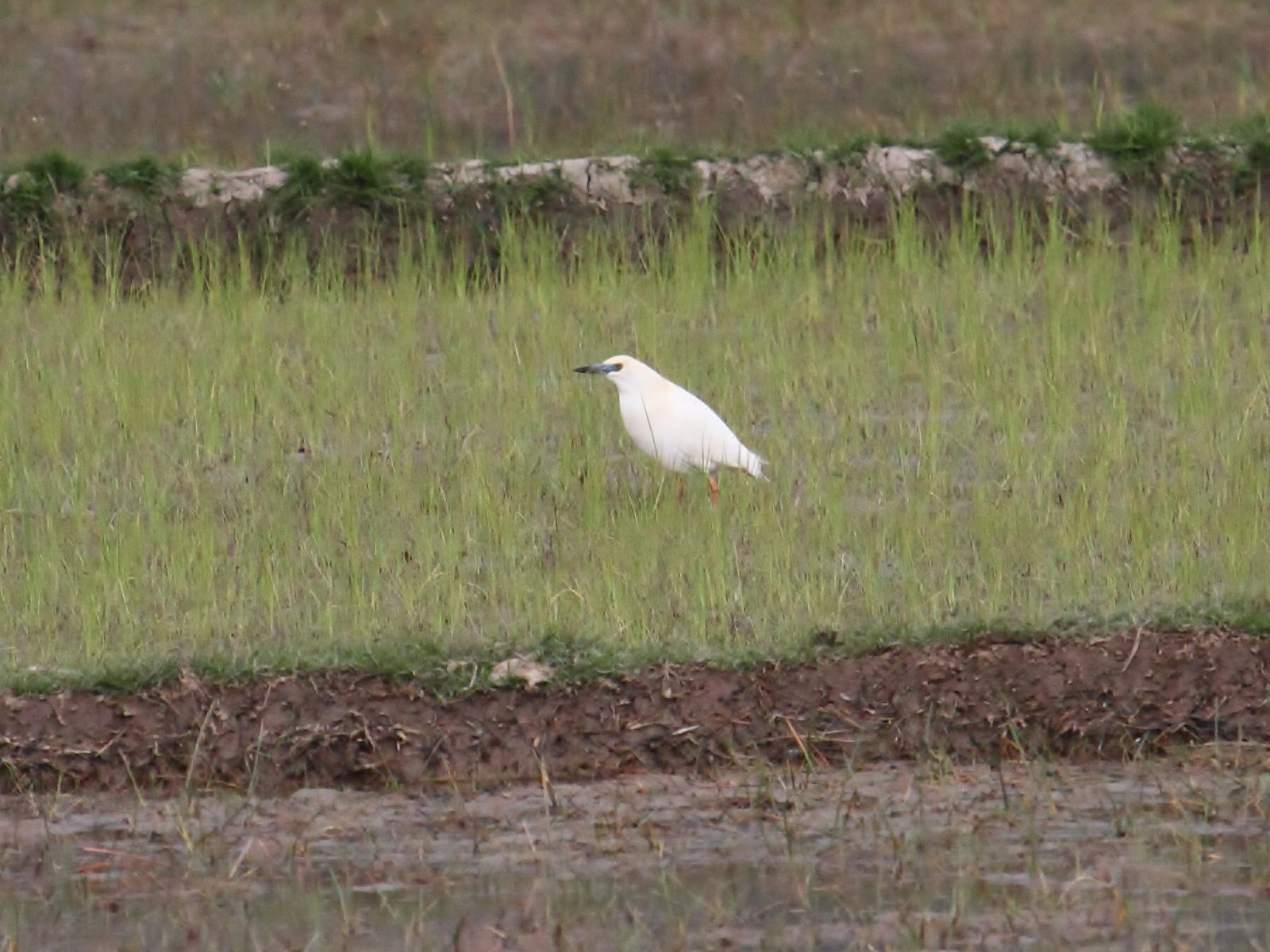 crabier_blanc_-_ardeola_idae2bd