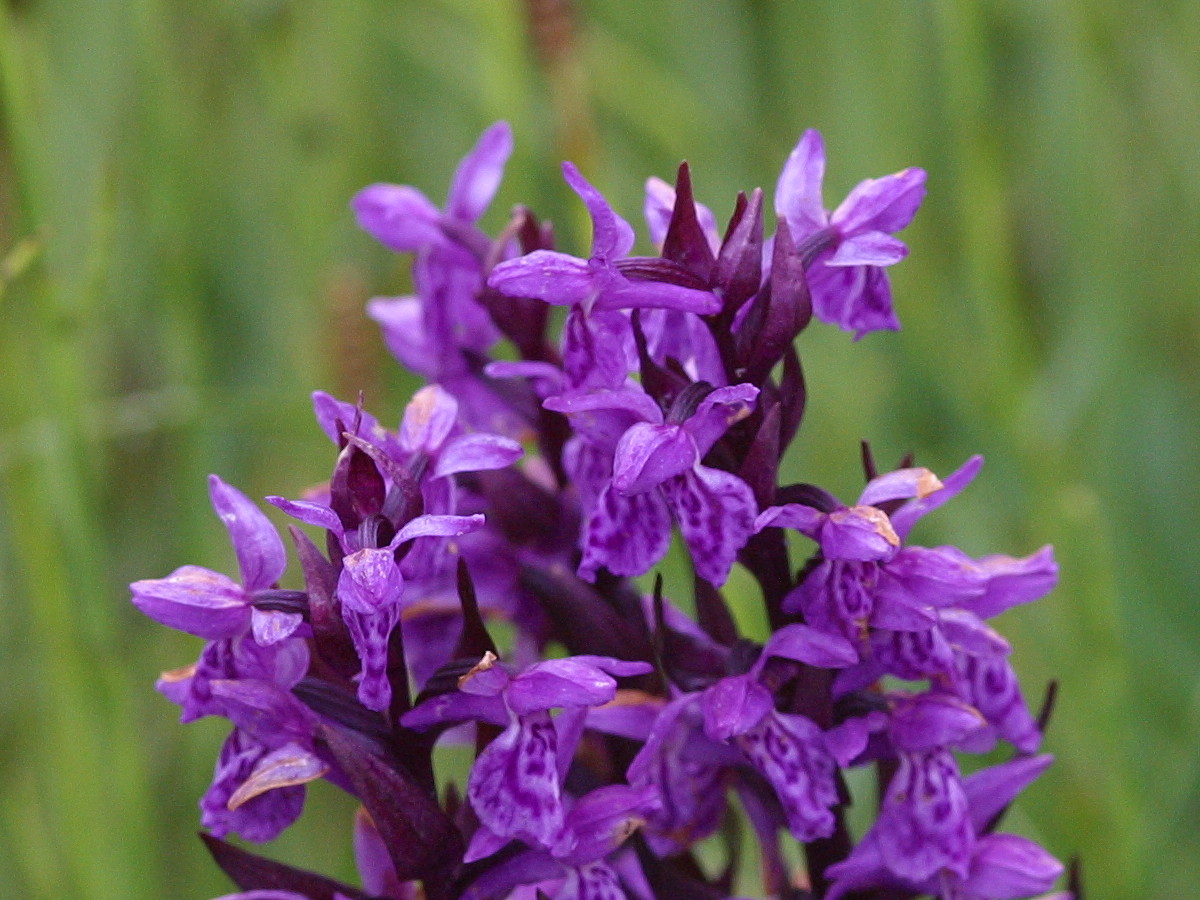 dactylorhiza_majalis3bd