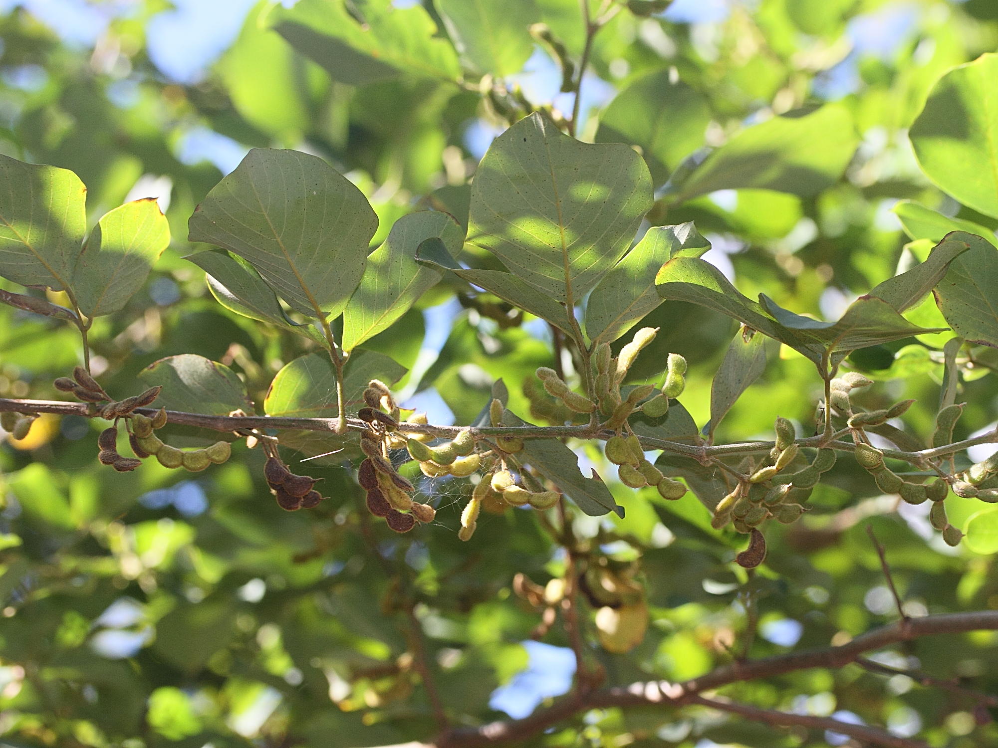 Afficher le média dendrolobium_umbellatum4md dendrolobium_umbellatum4md