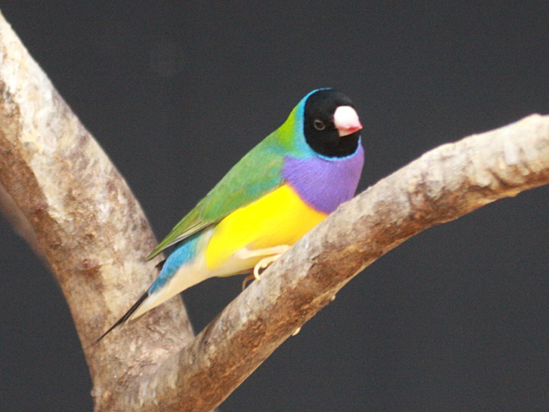 diamant_de_gould_-_erythrura_gouldiae1bd