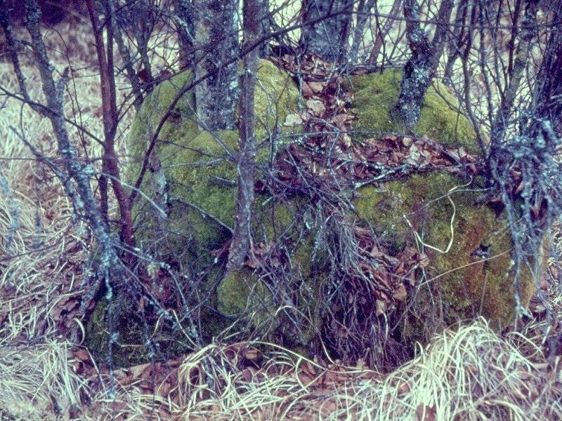 dicranum_bergeri1mcf