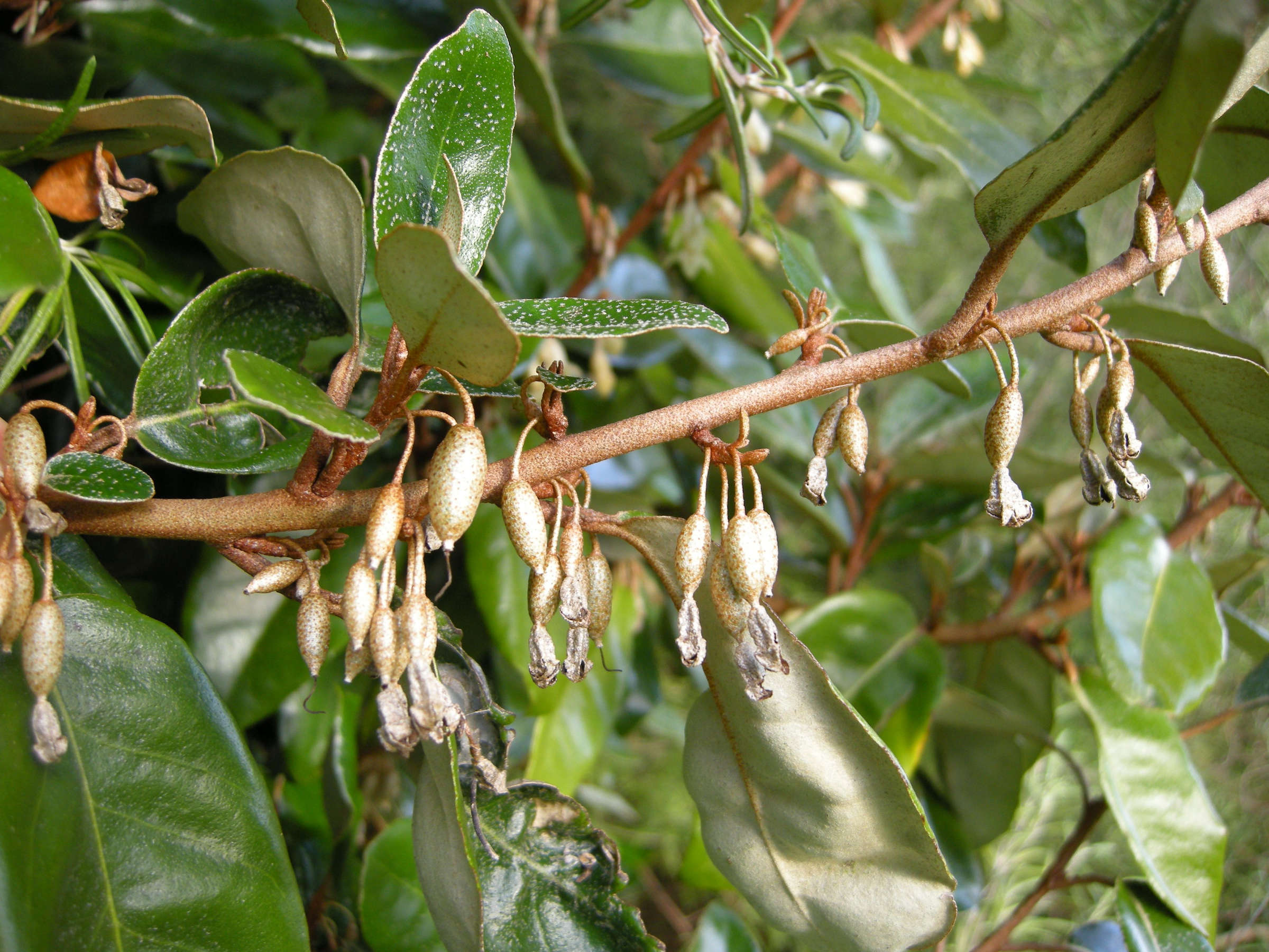 Afficher le média elaeagnus_x_submacrophylla_ebbingei5md elaeagnus_x_submacrophylla_ebbingei5md