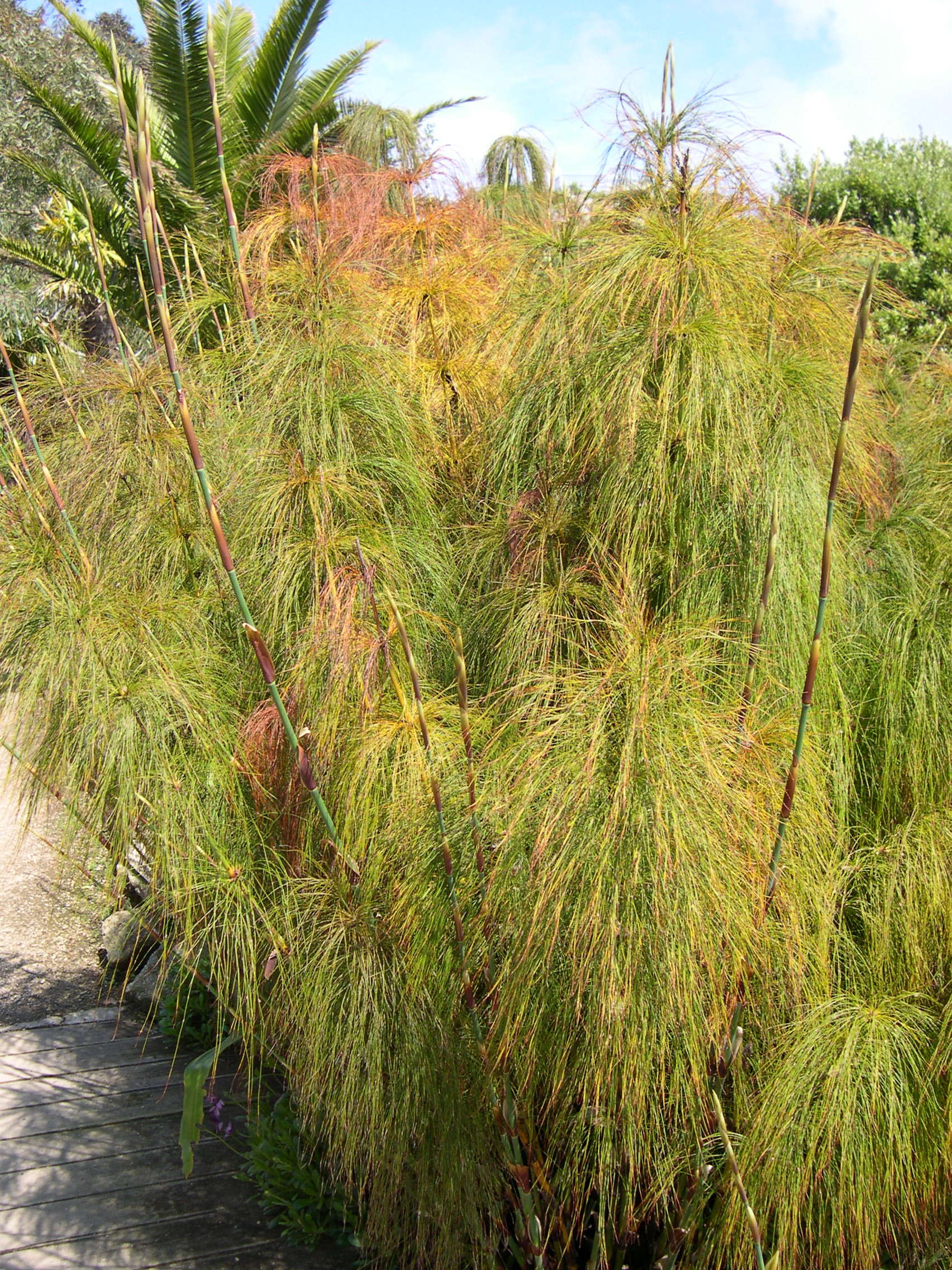 elegia_capensis1md