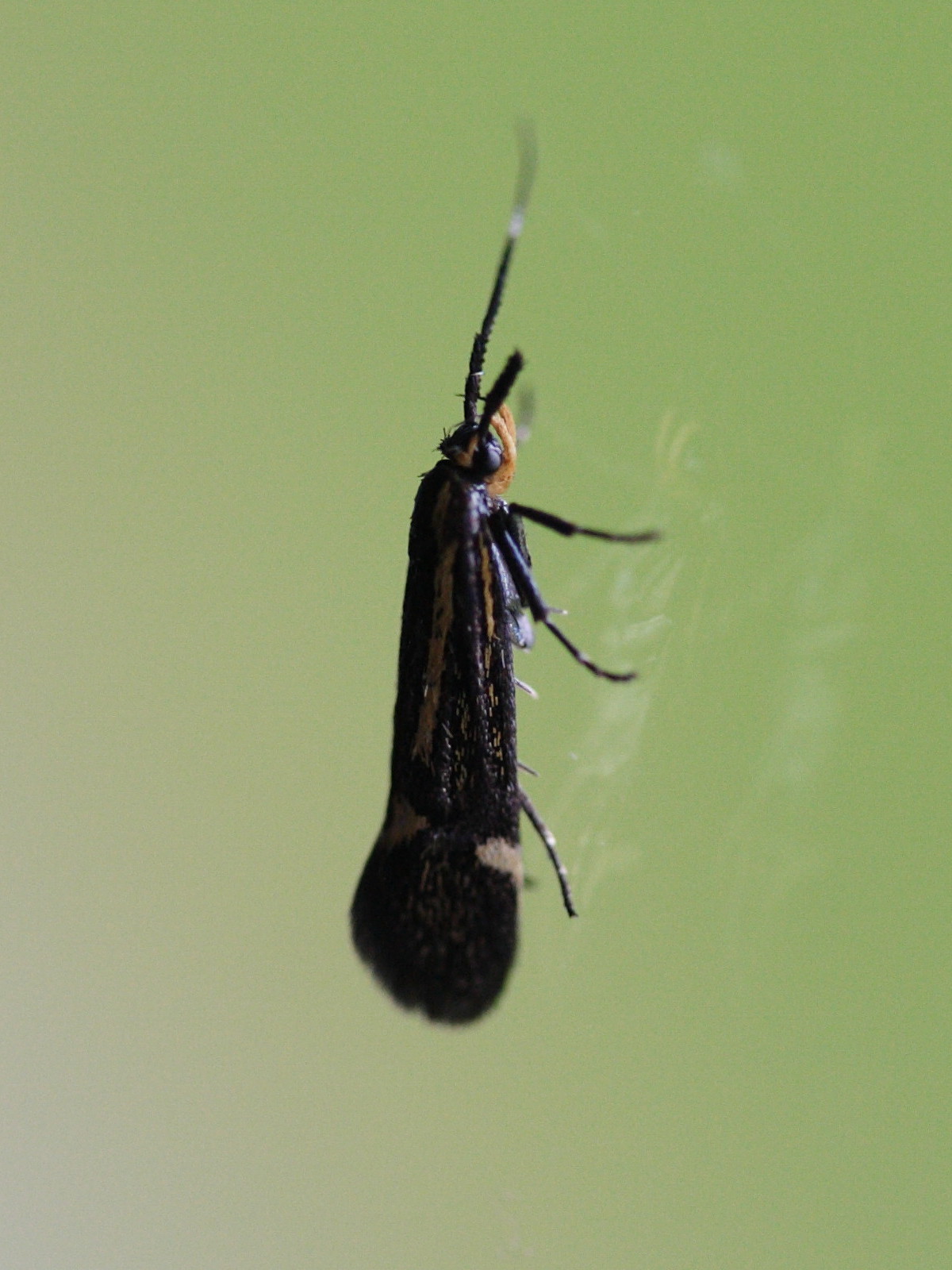 esperia_sulphurella1md