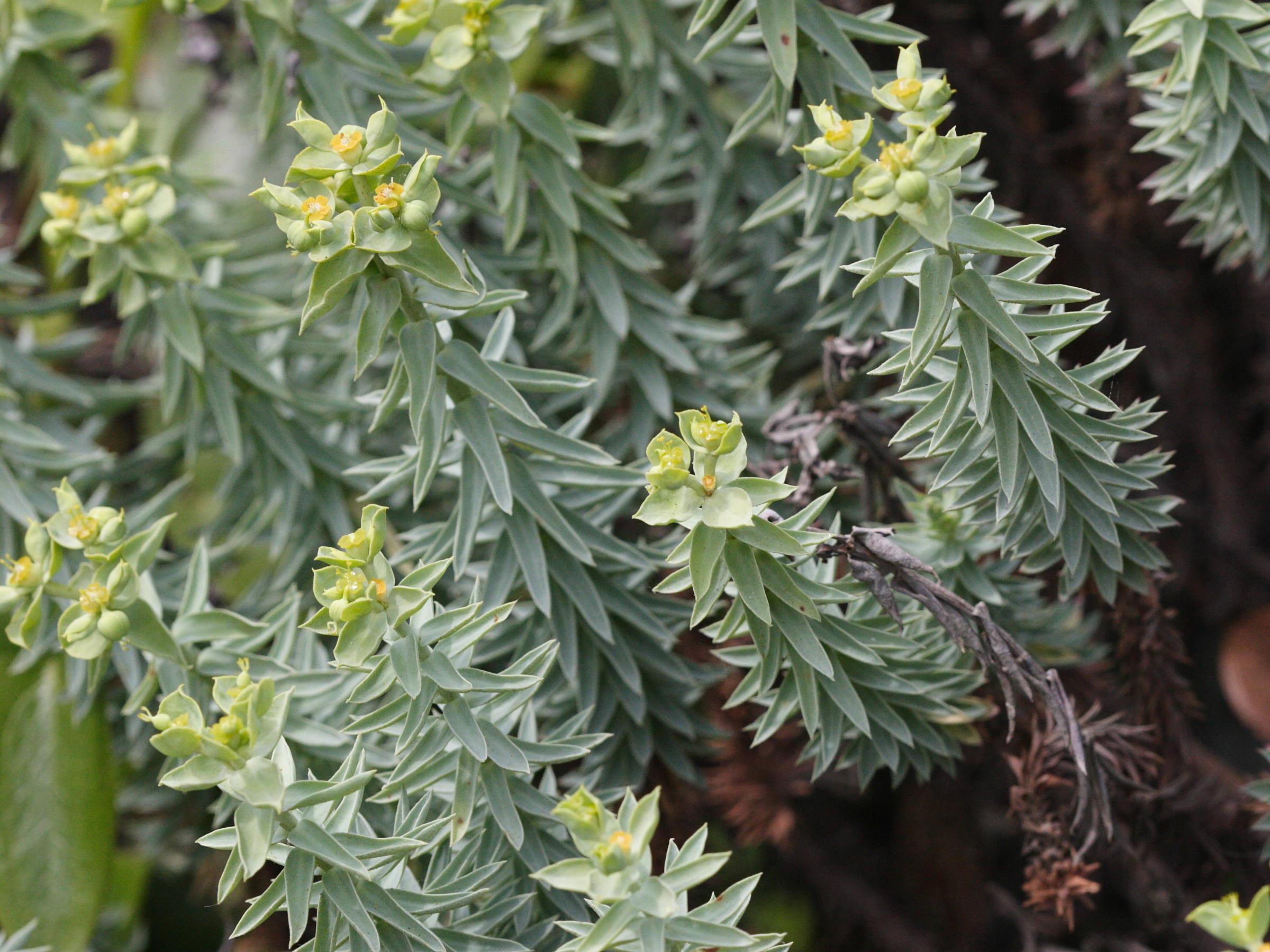 euphorbia_dendroides2md