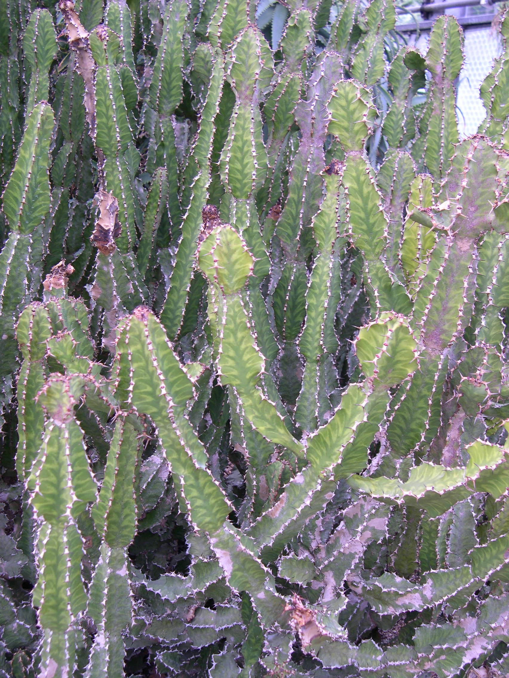 Afficher le média euphorbia_pseudocactus2md euphorbia_pseudocactus2md