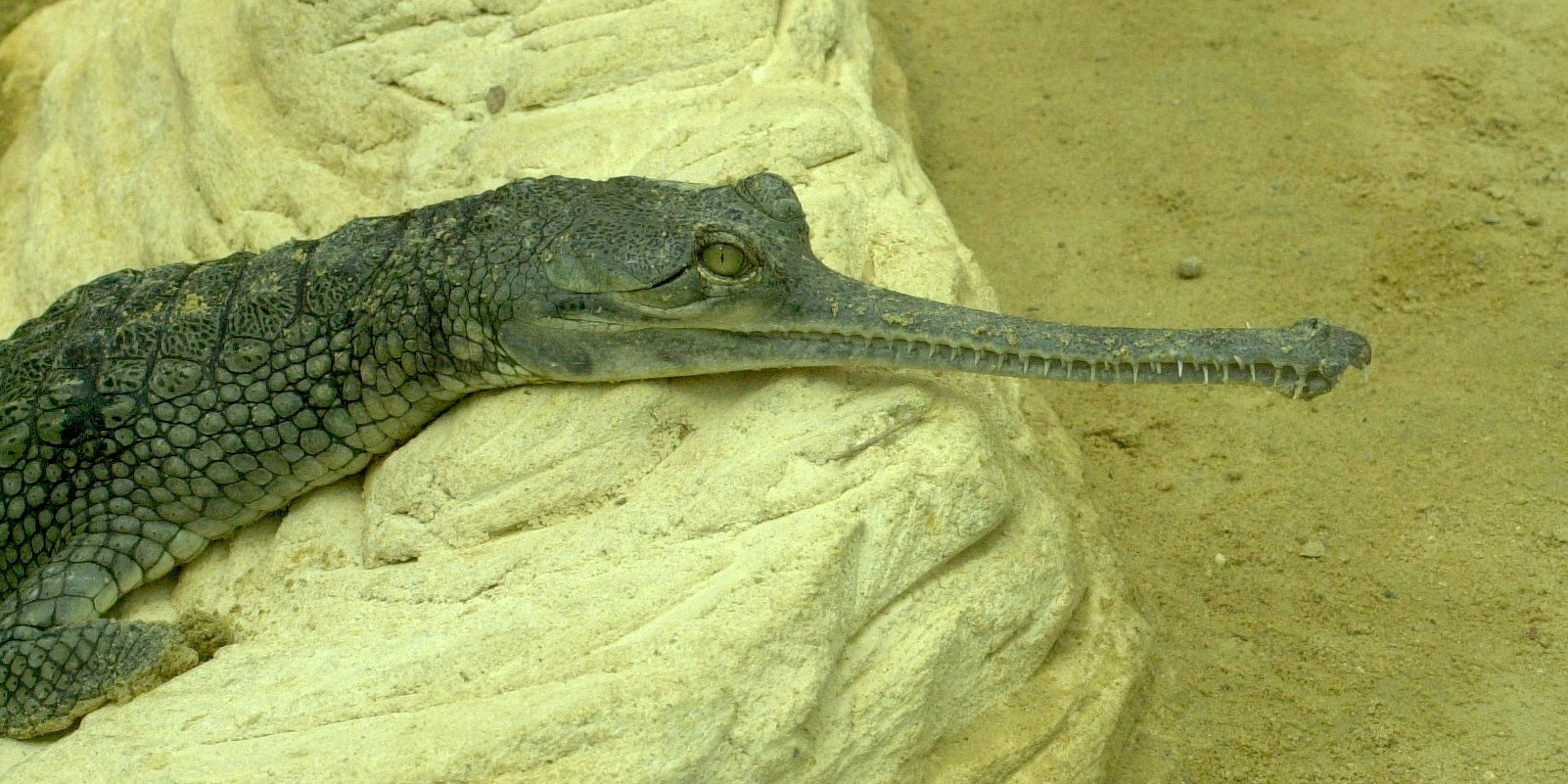 gavialis_gangeticus2md