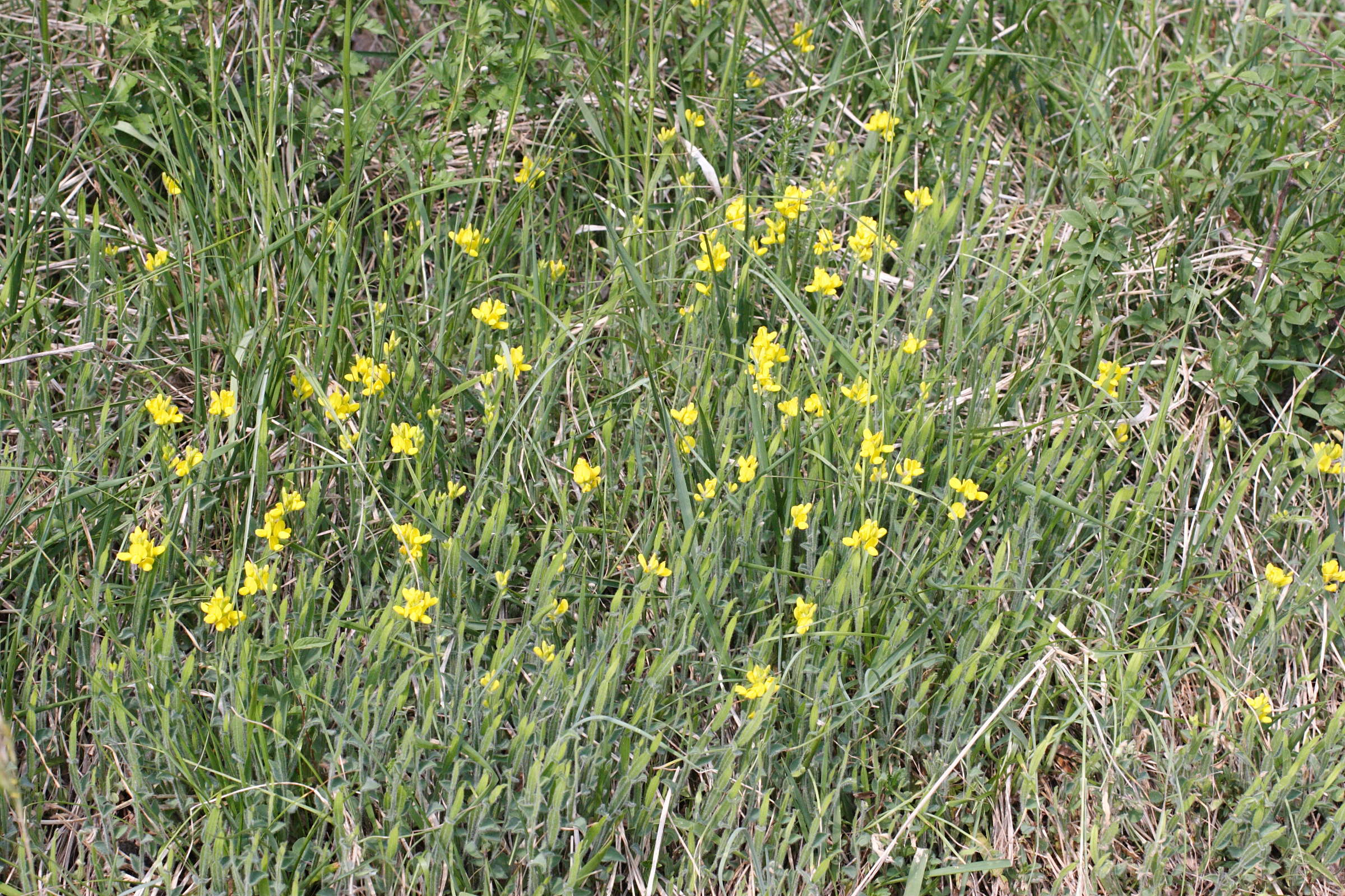 genista_sagittalis7md