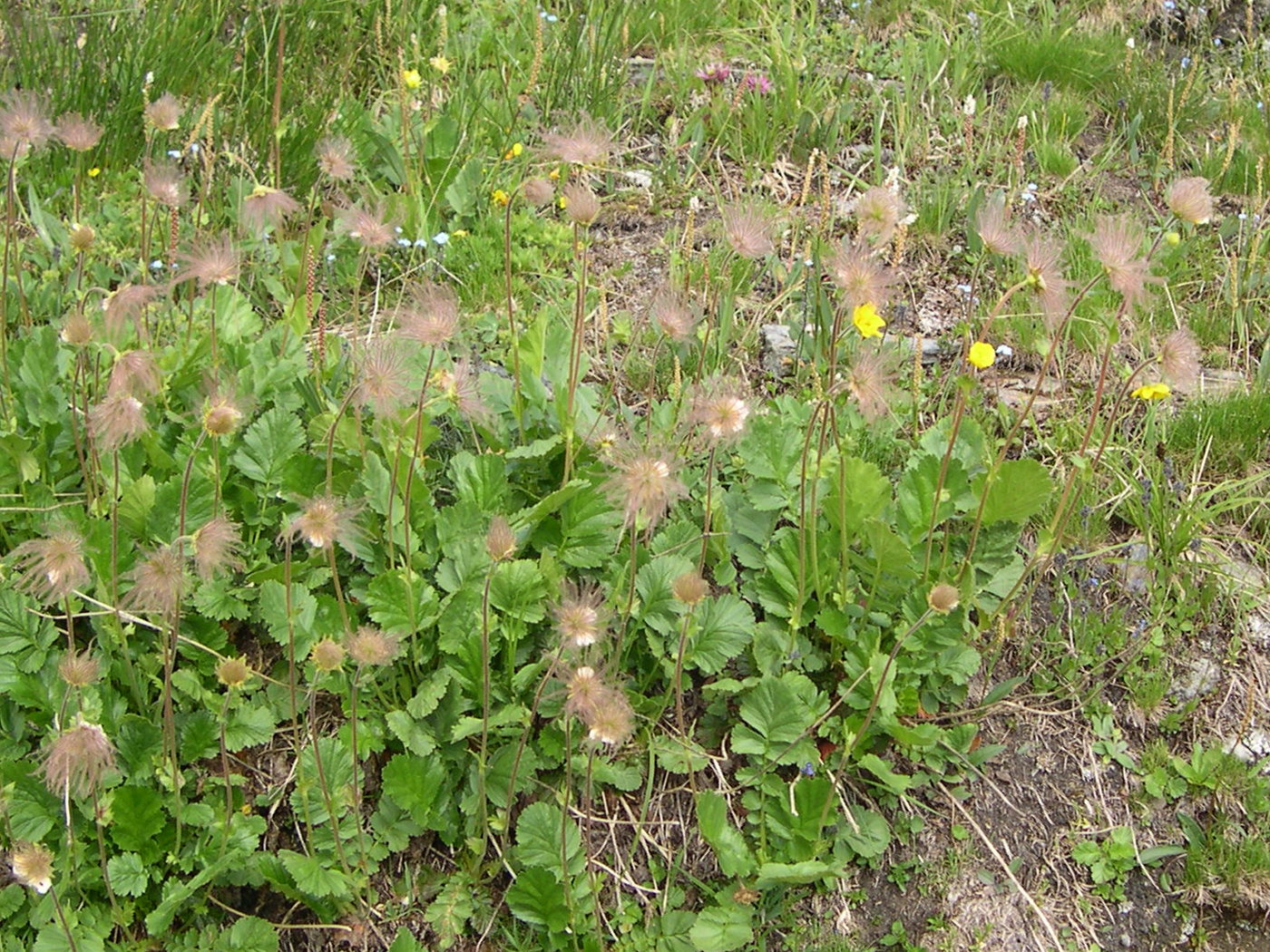 geum_montanum1bmd