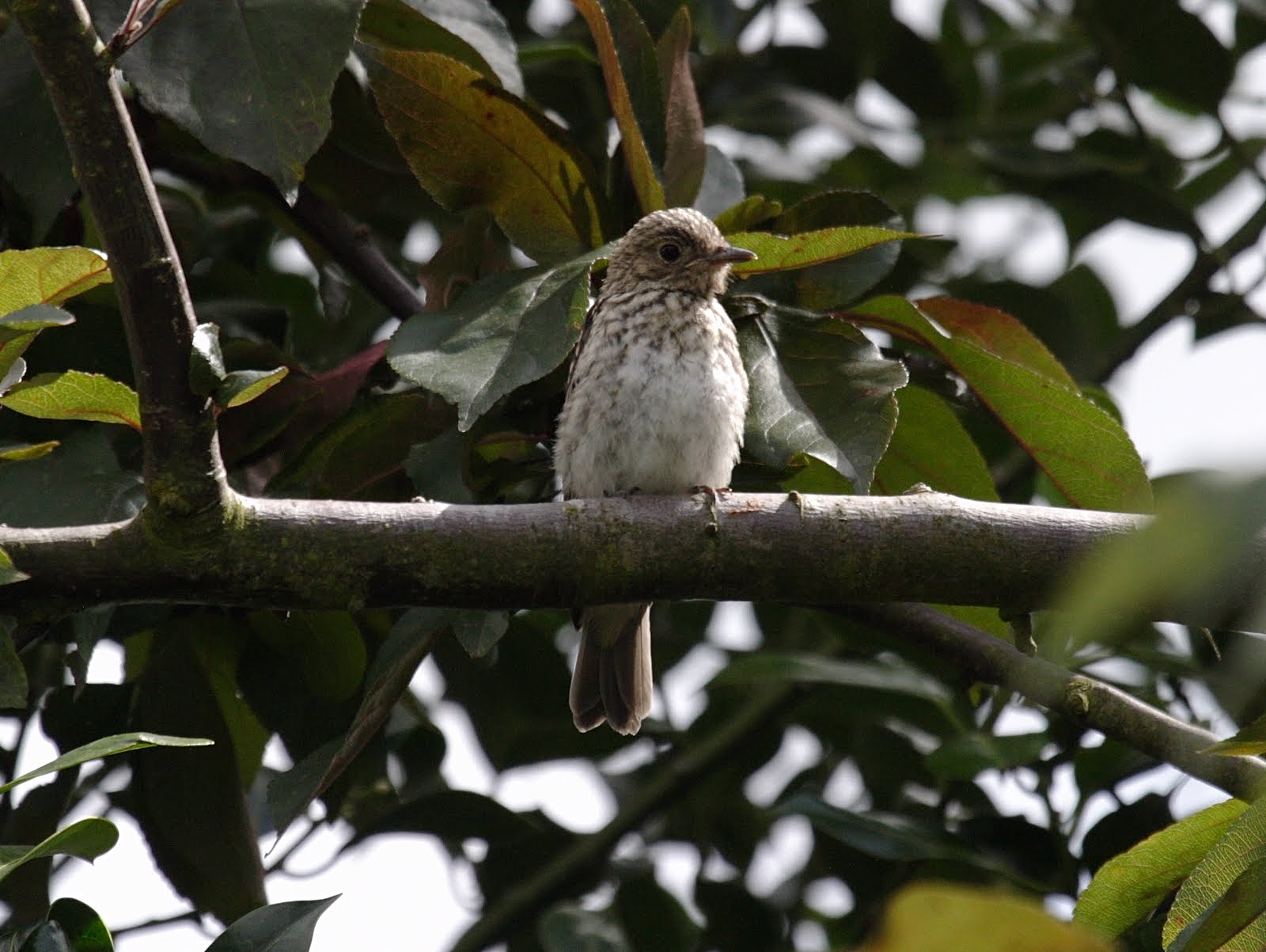 gobemouche_gris_-_muscicapa_striata3bd