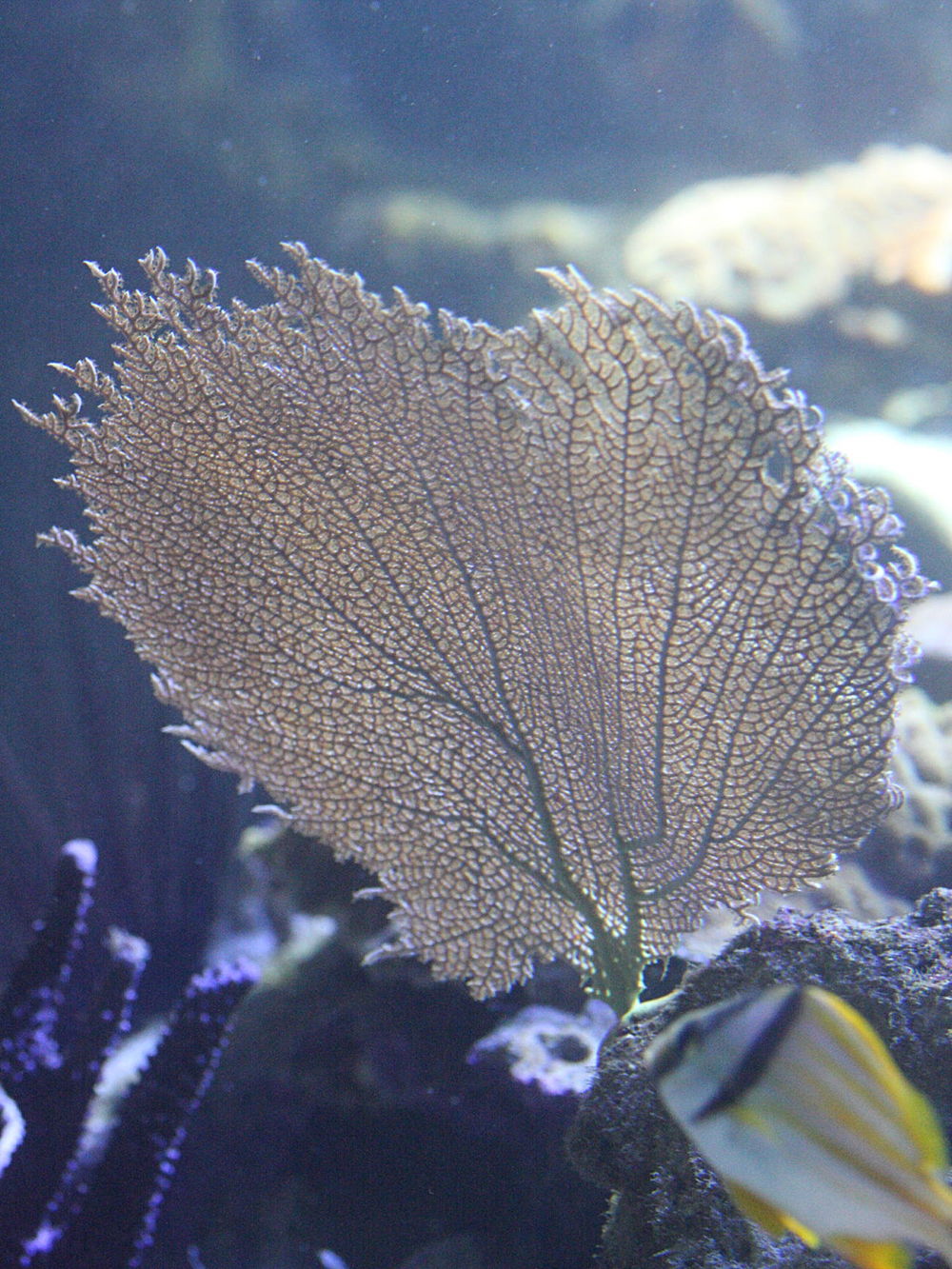 gorgonia_ventalina1md