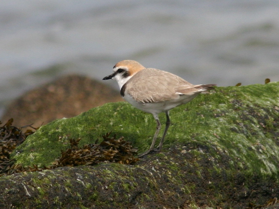 gravelot_a_collier_interrompu_-_charadrius_alexandrinus4sd