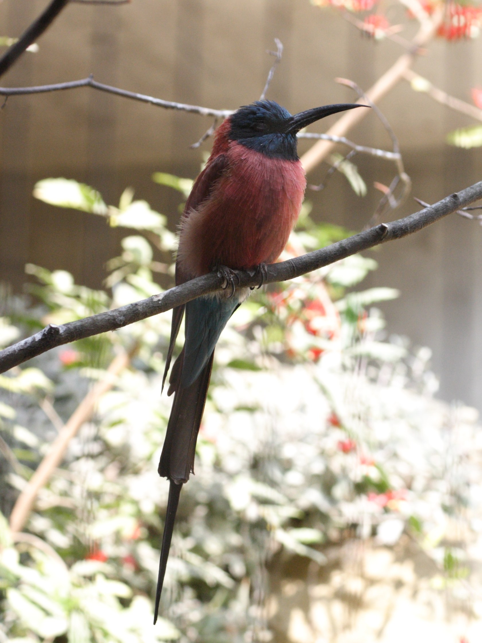 Afficher le média guepier_ecarlate_-_merops_nubicus_nubicus1sd guepier_ecarlate_-_merops_nubicus_nubicus1sd