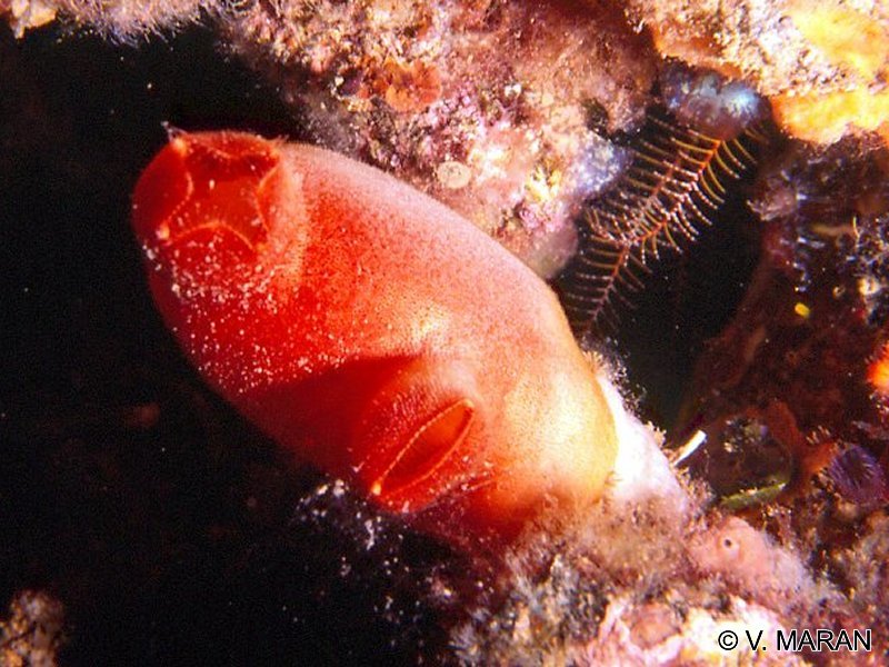 Afficher le média halocynthia_papillosa1vm halocynthia_papillosa1vm