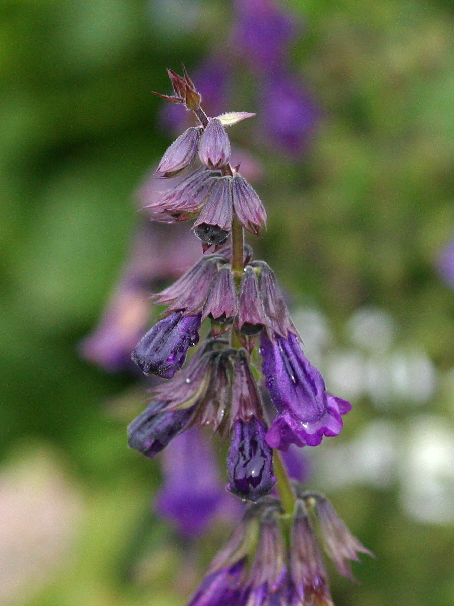 horminum_pyrenaicum2md