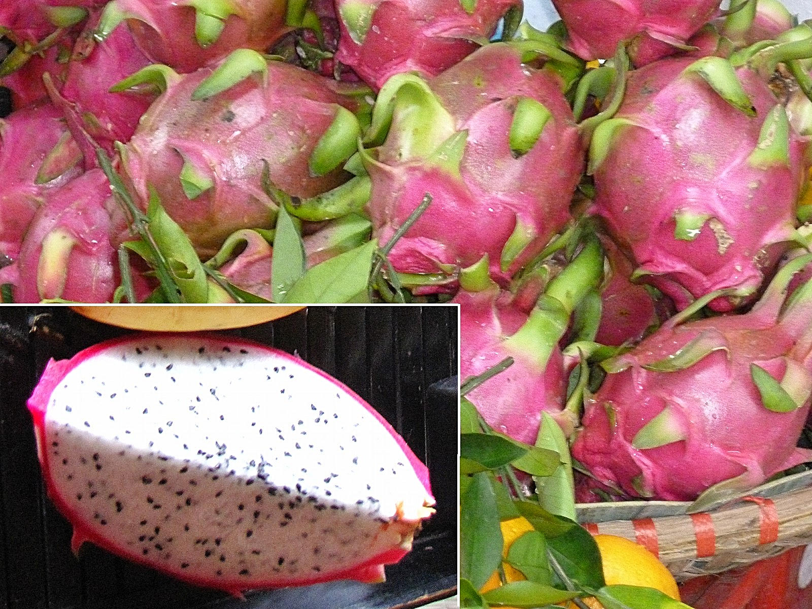 Afficher le média hylocereus_undatus4fc hylocereus_undatus4fc