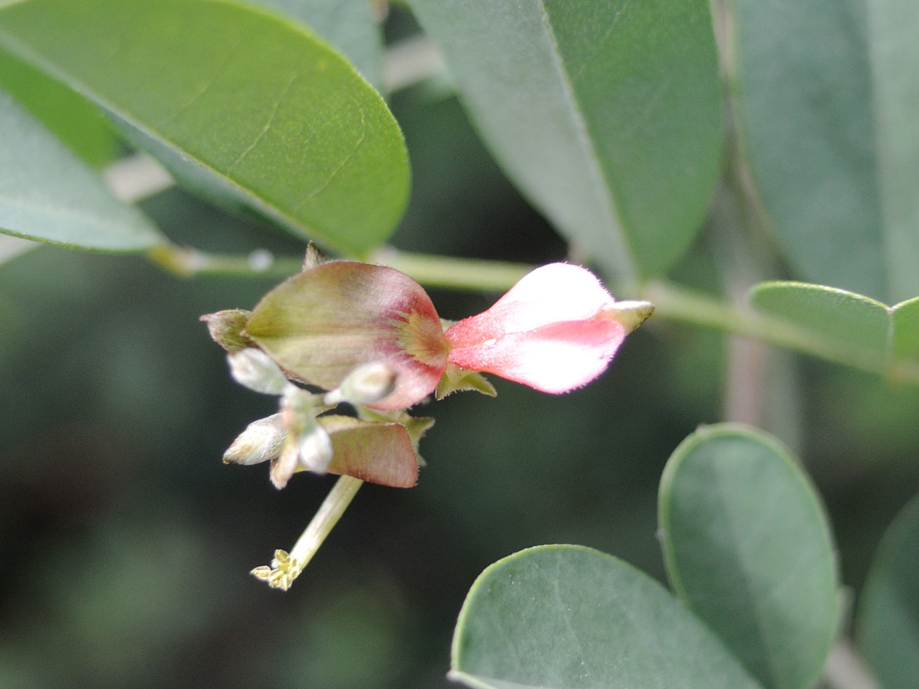 indigofera_tinctoria2md