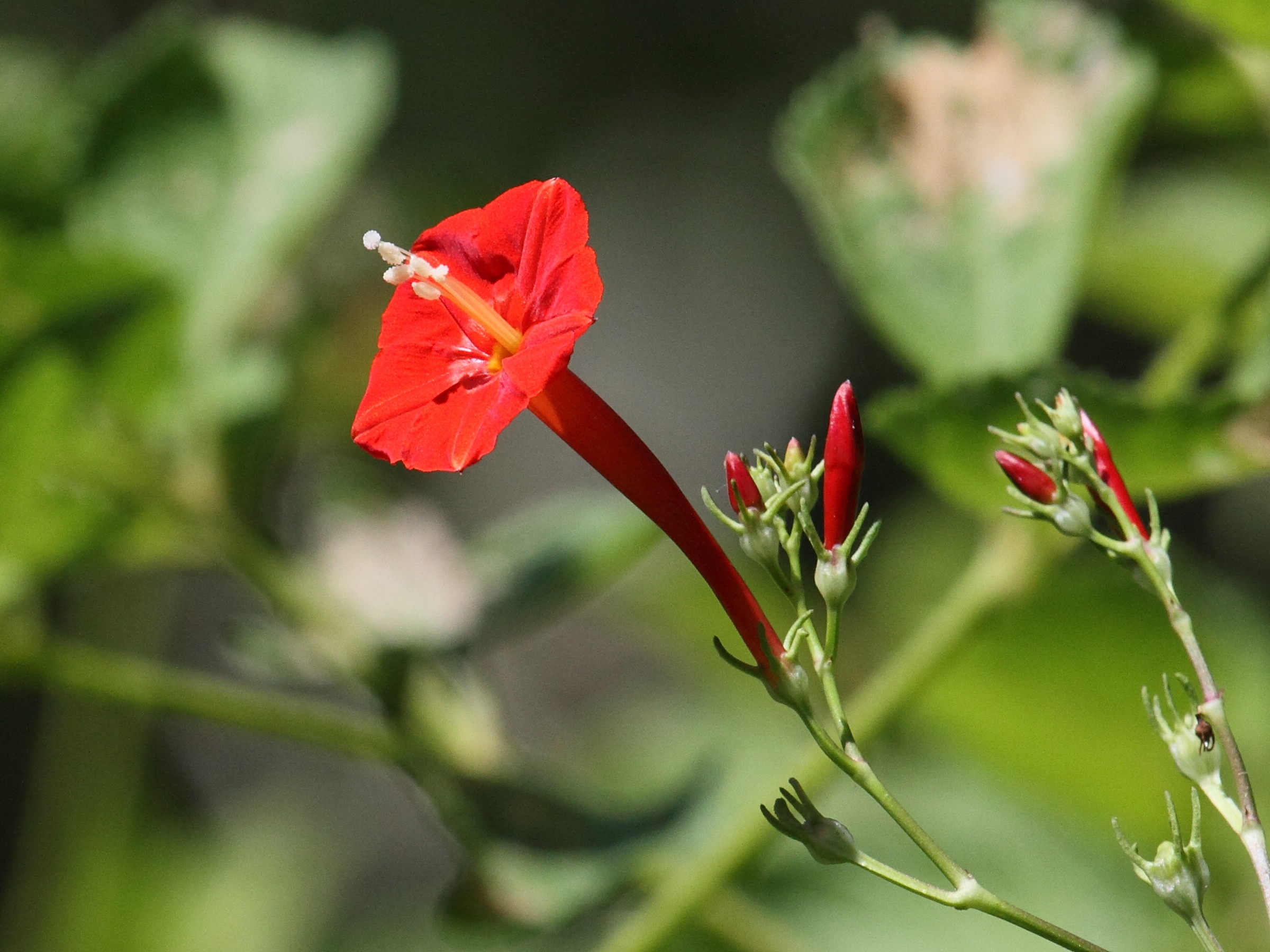 Afficher le média ipomoea_hederifolia2bd ipomoea_hederifolia2bd