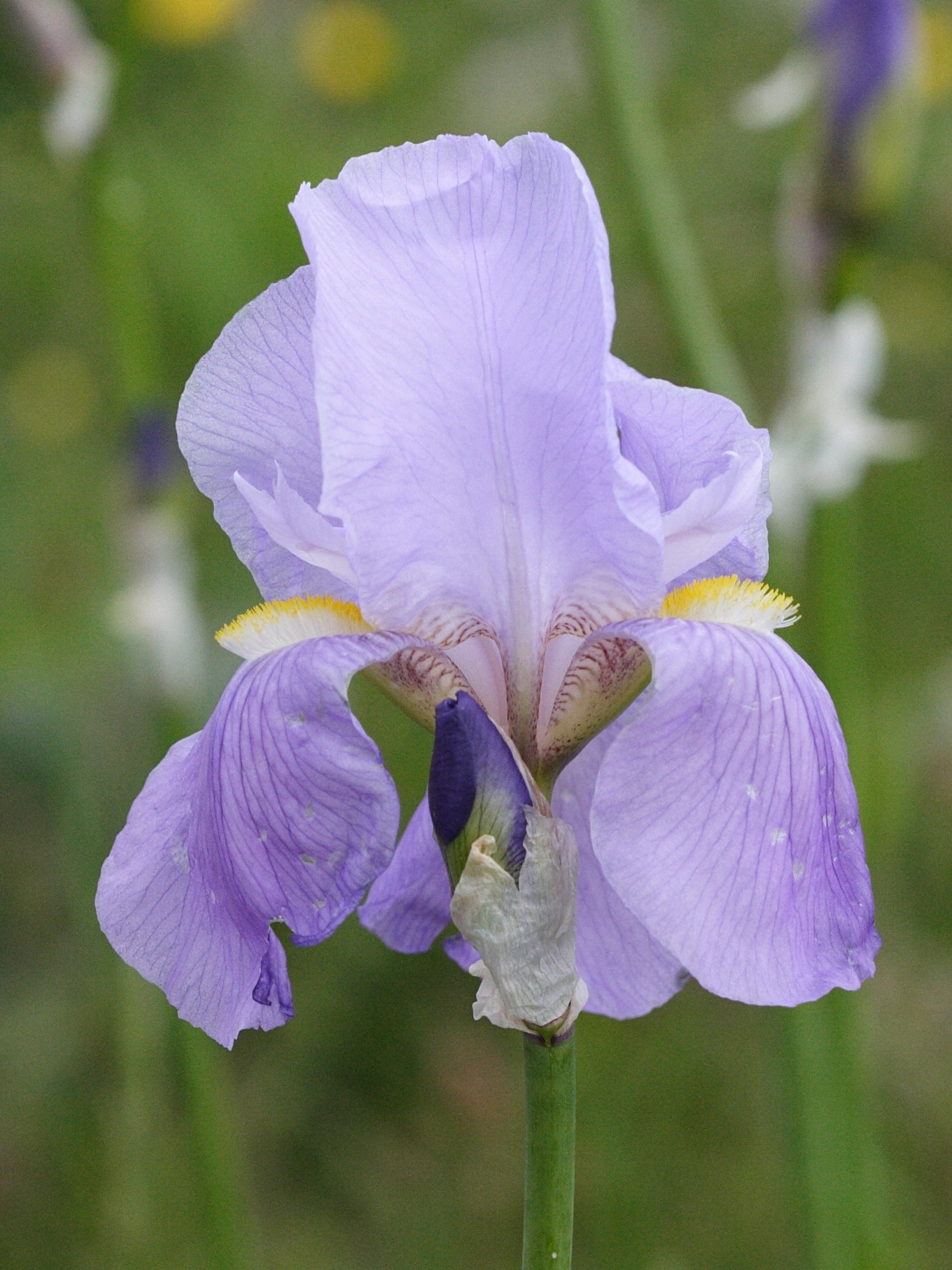 Afficher le média iris_pallida2md iris_pallida2md