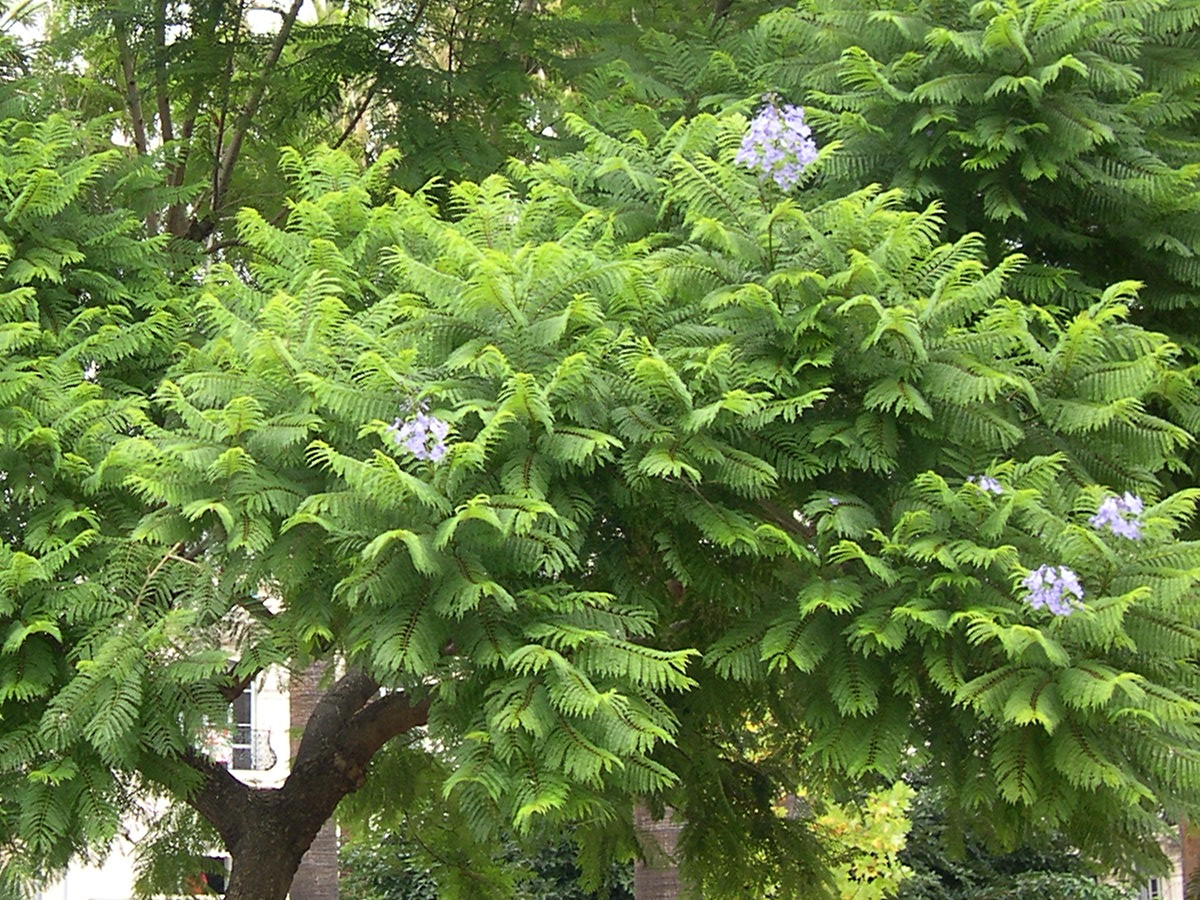 Afficher le média jacaranda_mimosifolia2md jacaranda_mimosifolia2md