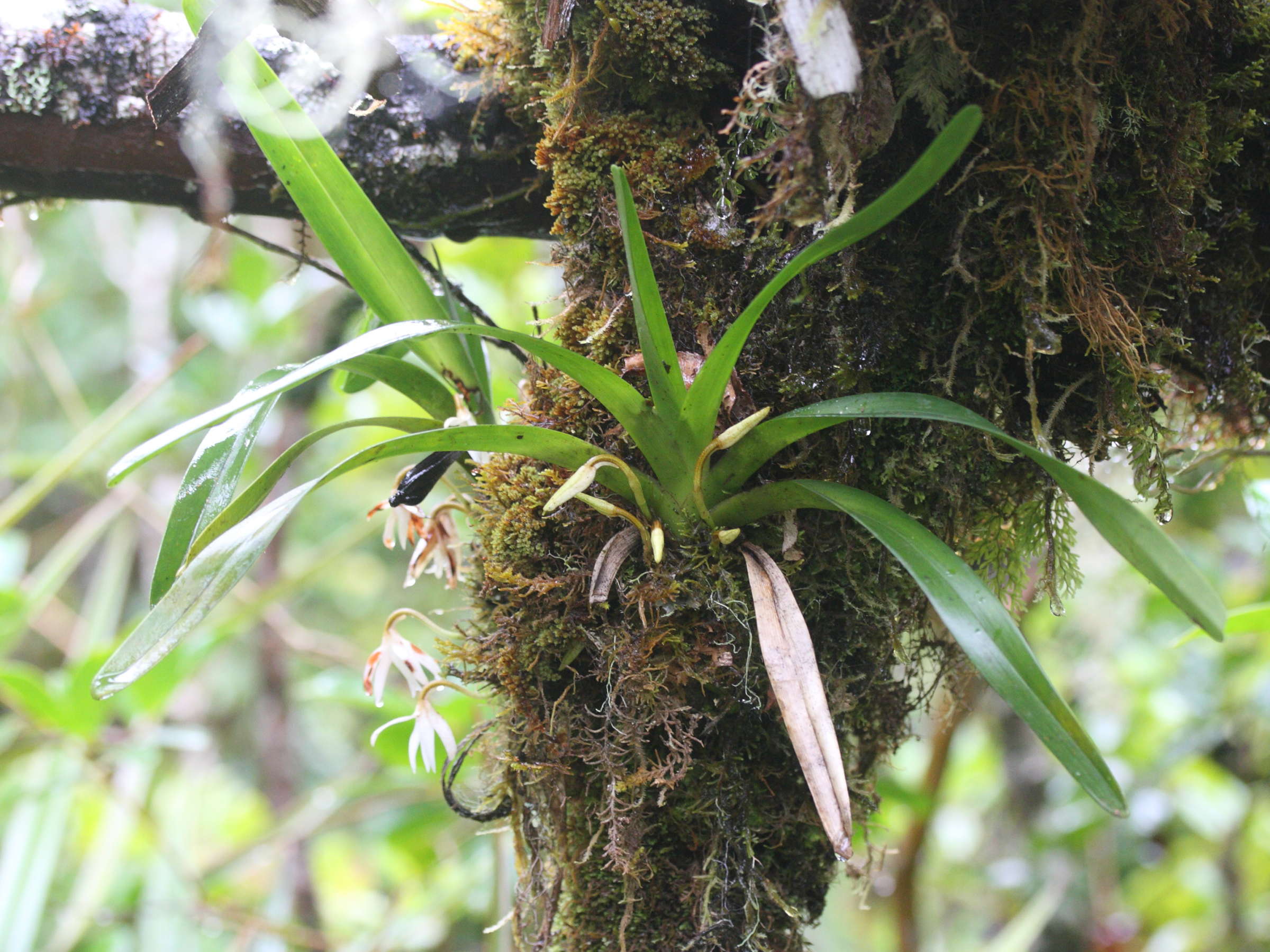 jumellea_triquetra1md