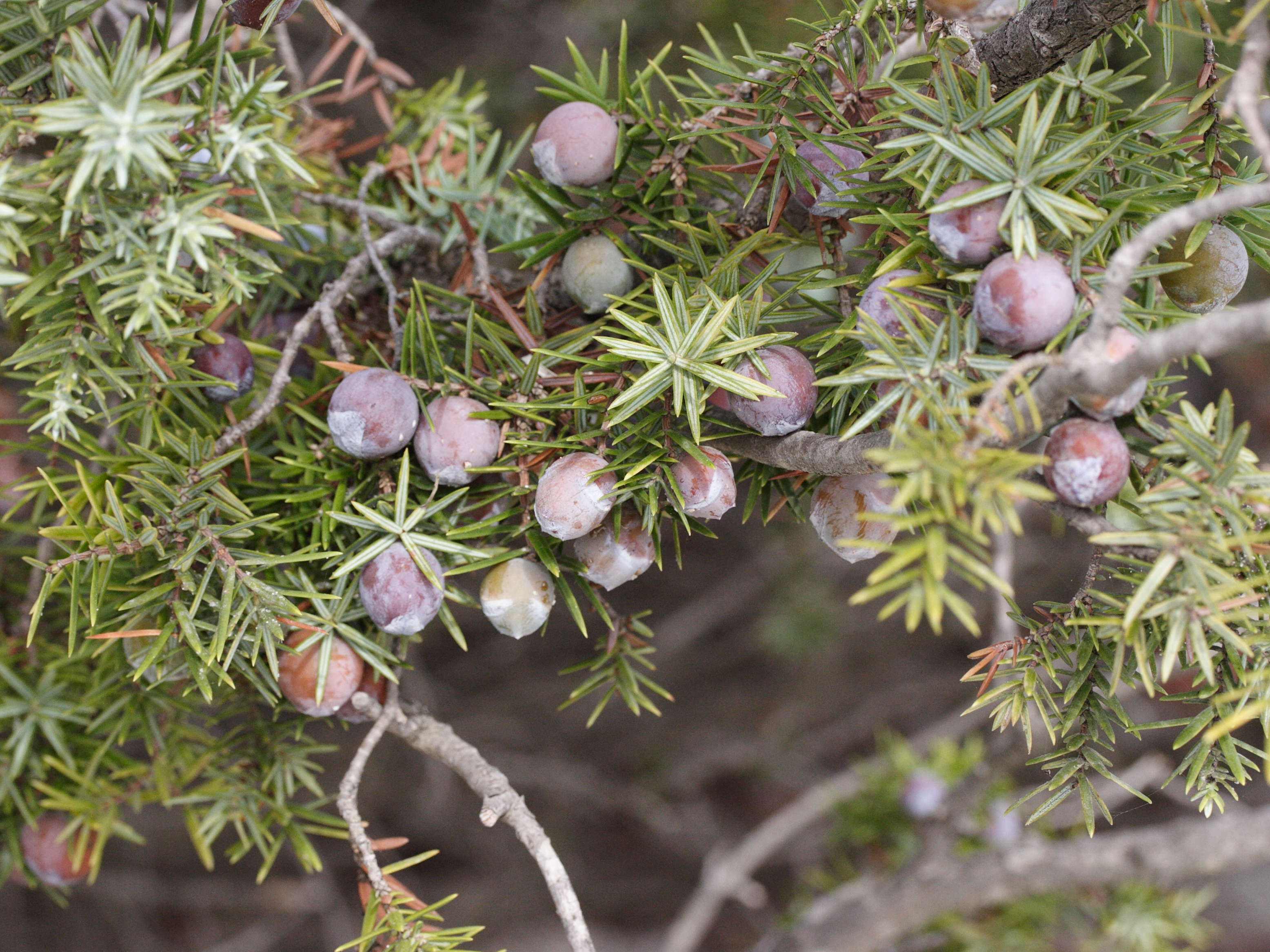 Afficher le média juniperus_oxycedrus_macrocarpa1md juniperus_oxycedrus_macrocarpa1md
