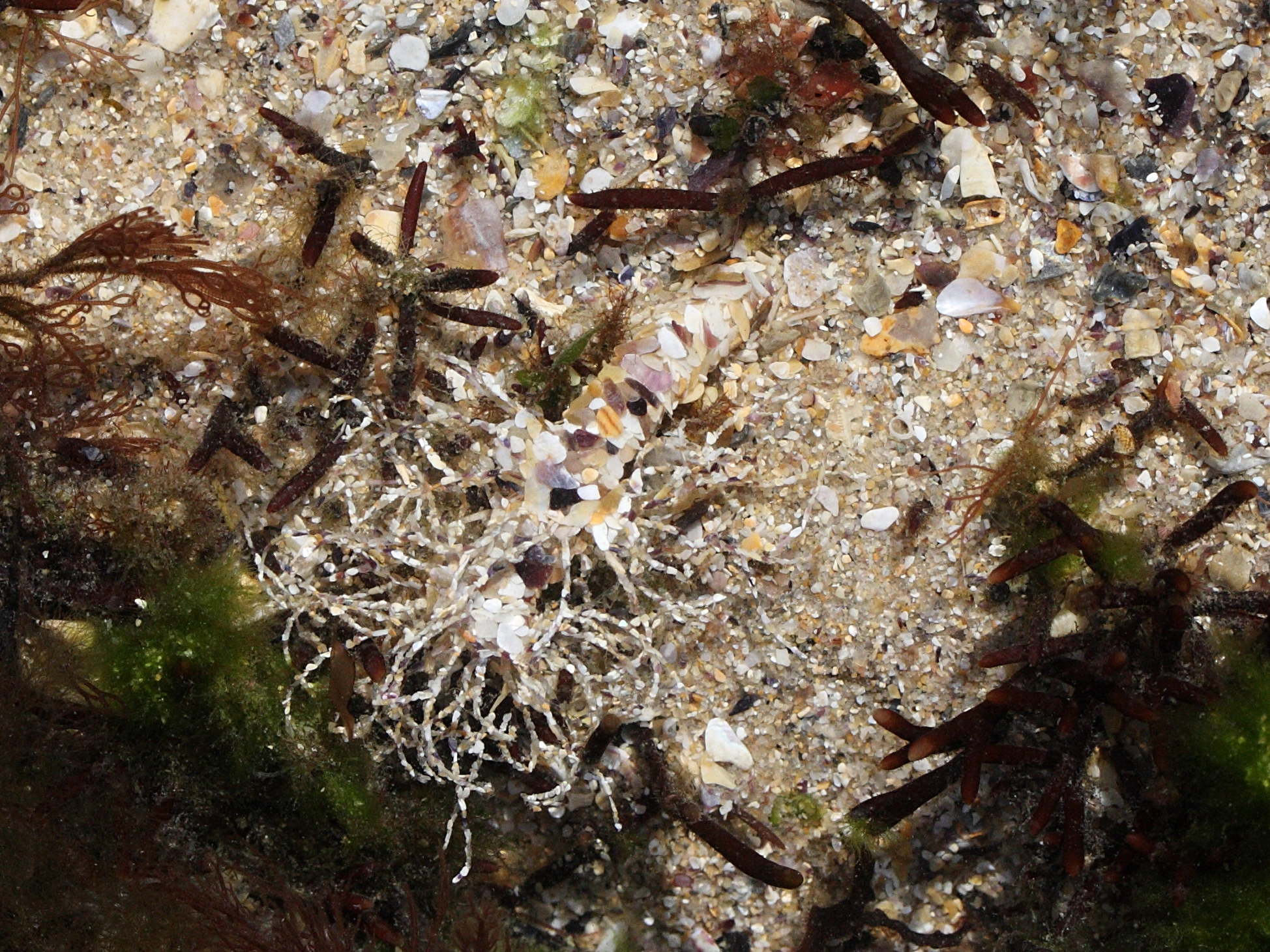 lanice_conchilega6md