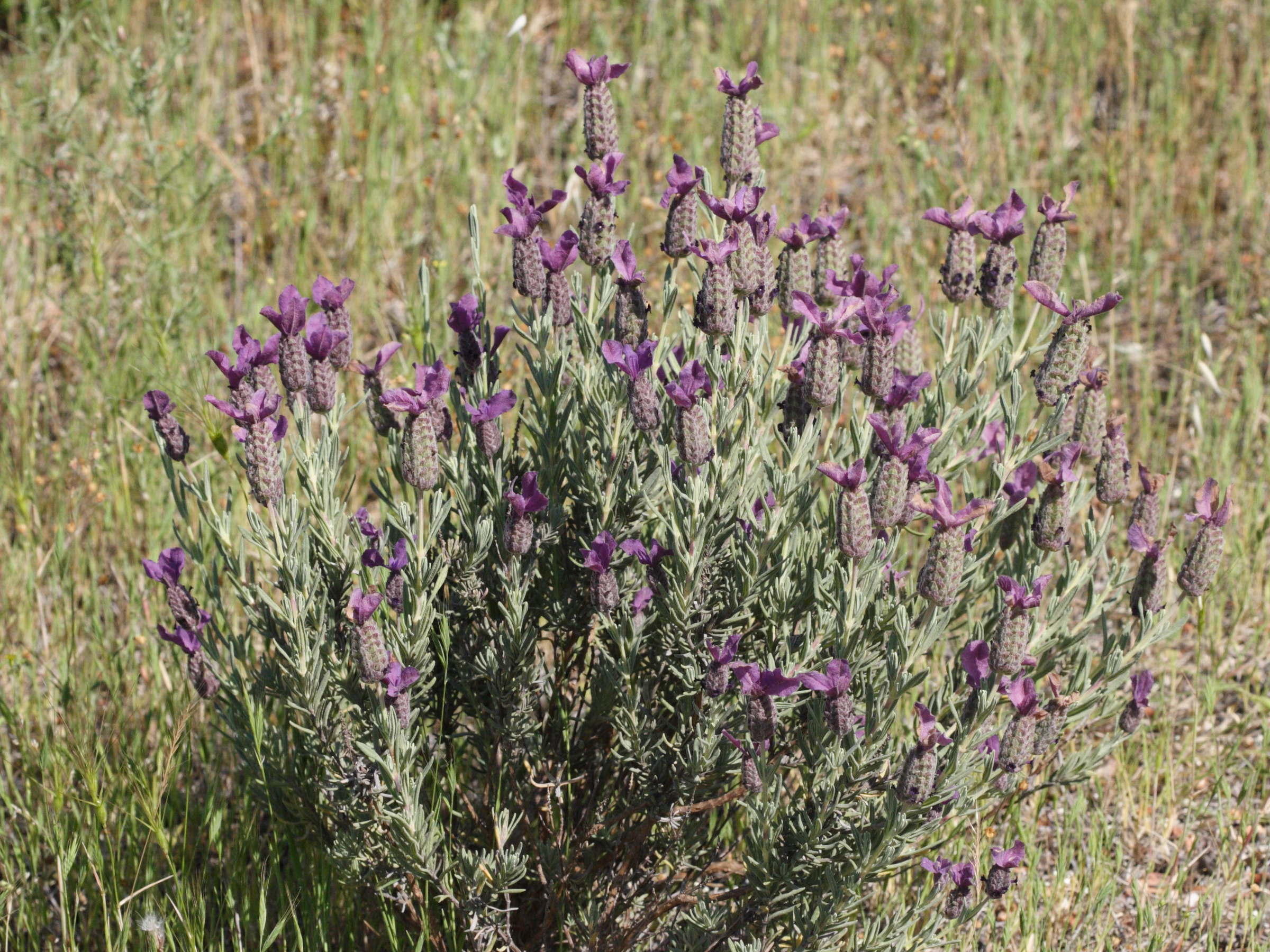 lavandula_stoechas5md