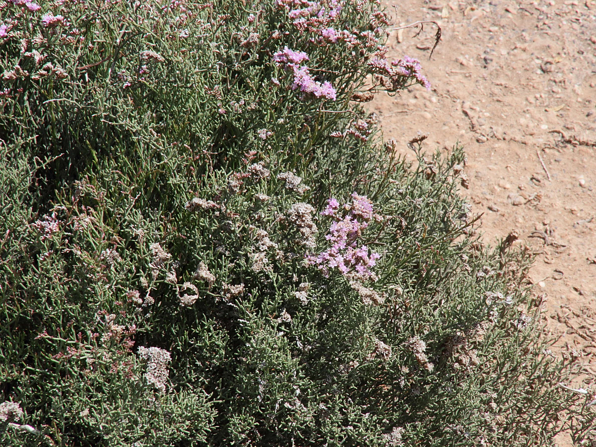 Afficher le média limonium_tuberculatum1md limonium_tuberculatum1md