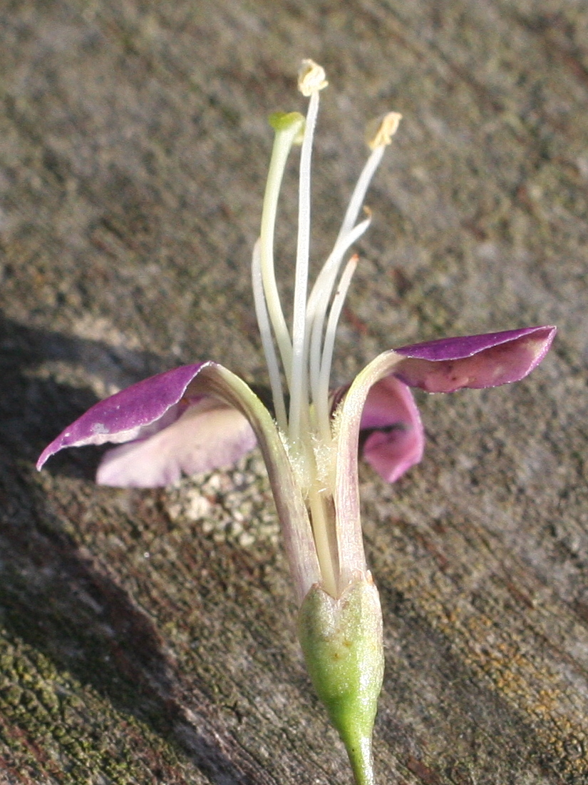 Afficher le média lycium_barbarum5md lycium_barbarum5md