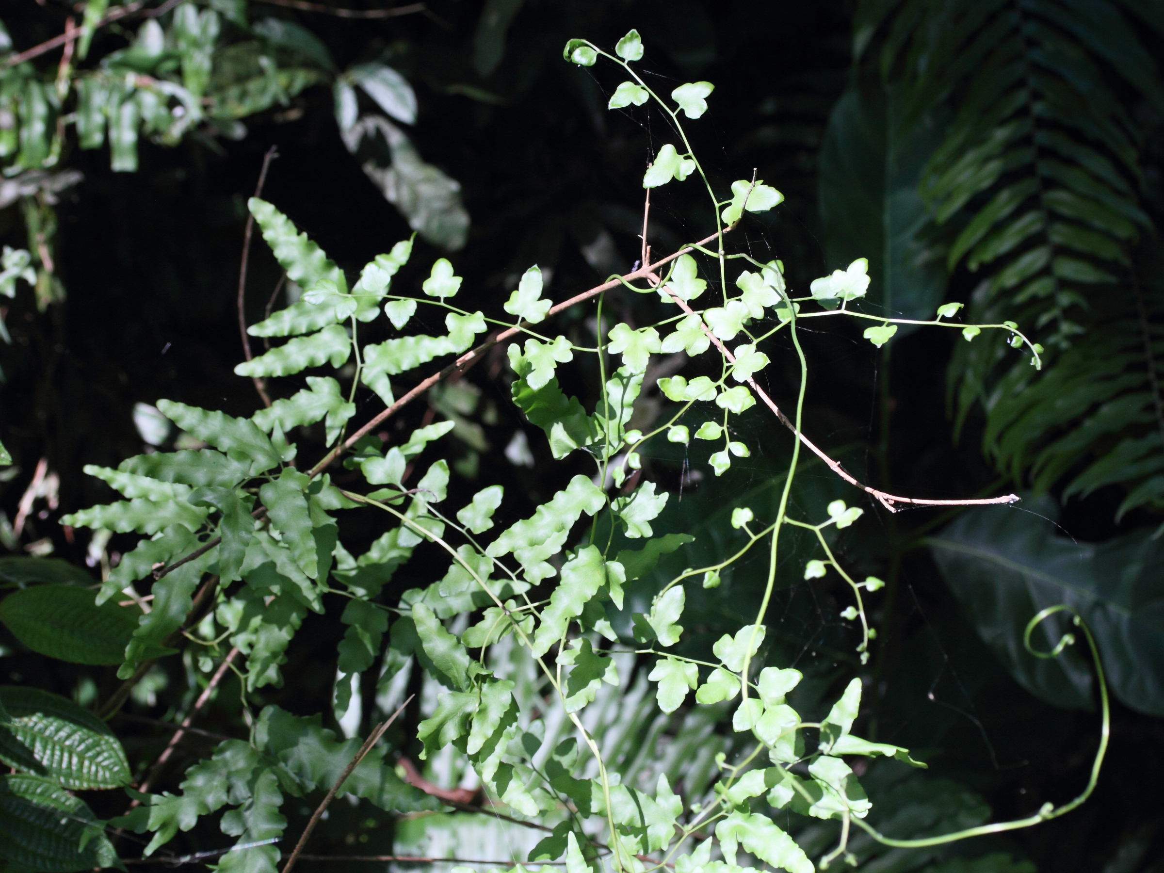 lygodium_kerstenii3md