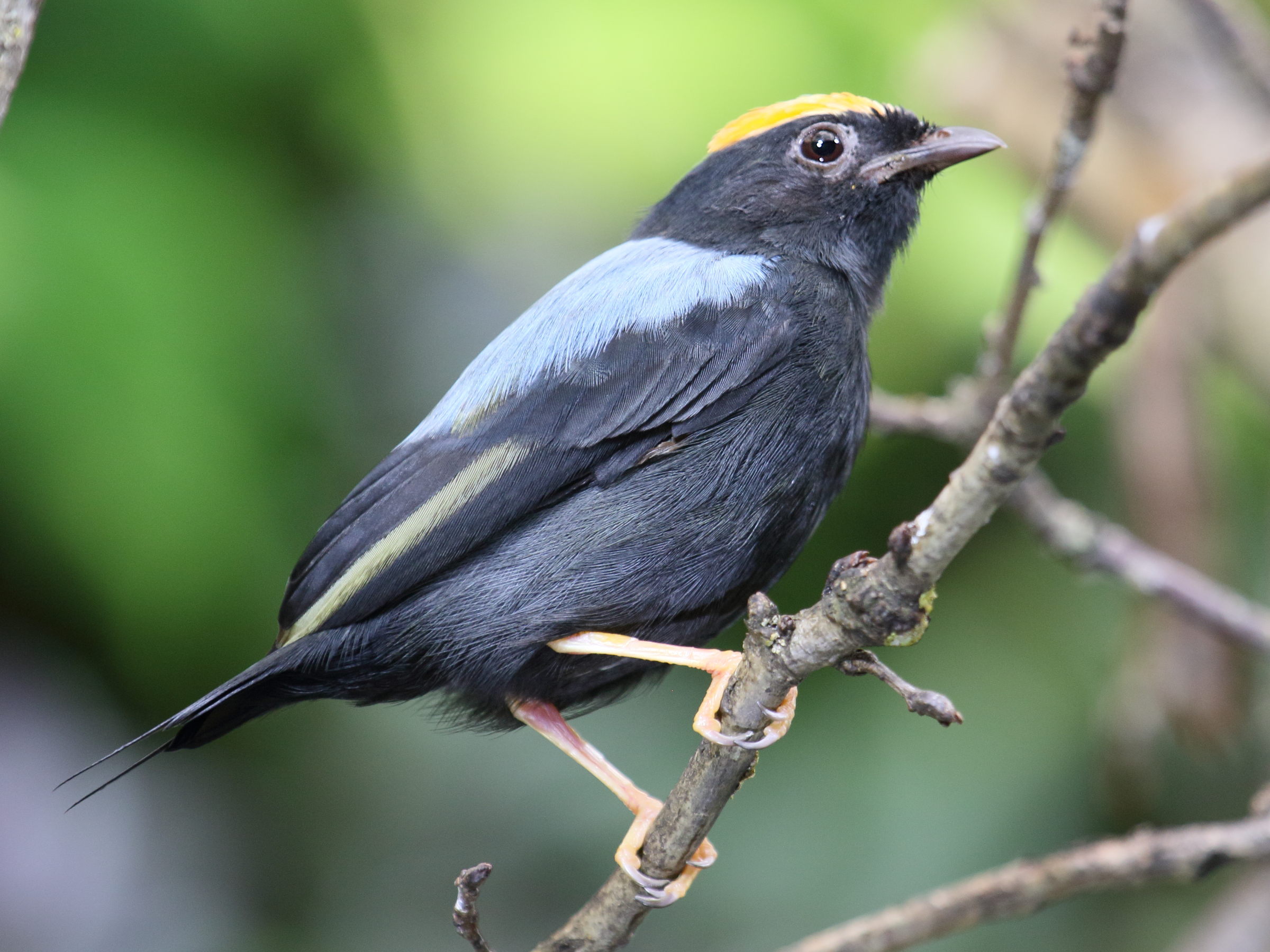 manakin_lanceole_-_chiroxiphia_lanceolatabd