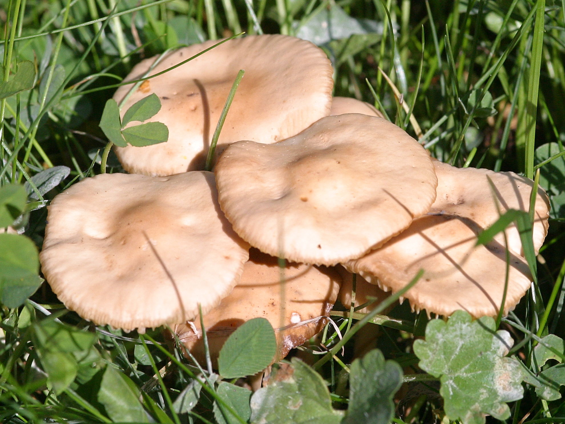 Afficher le média marasmius_oreades2md marasmius_oreades2md