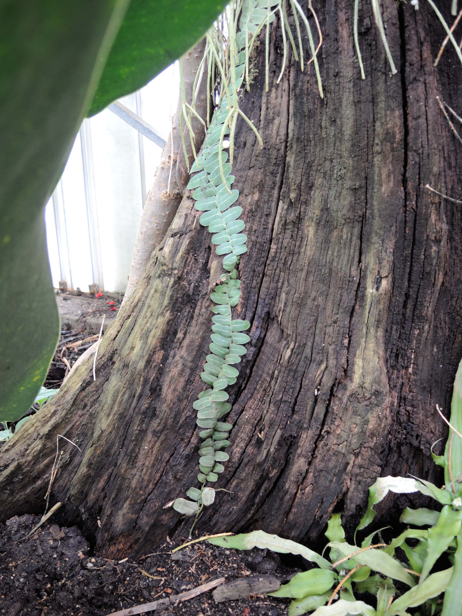 marcgravia_schippii1md