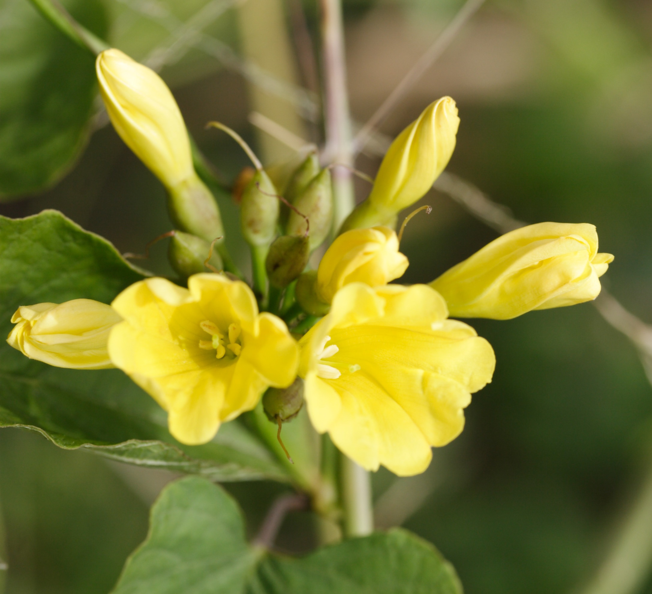 merremia_umbellata1md