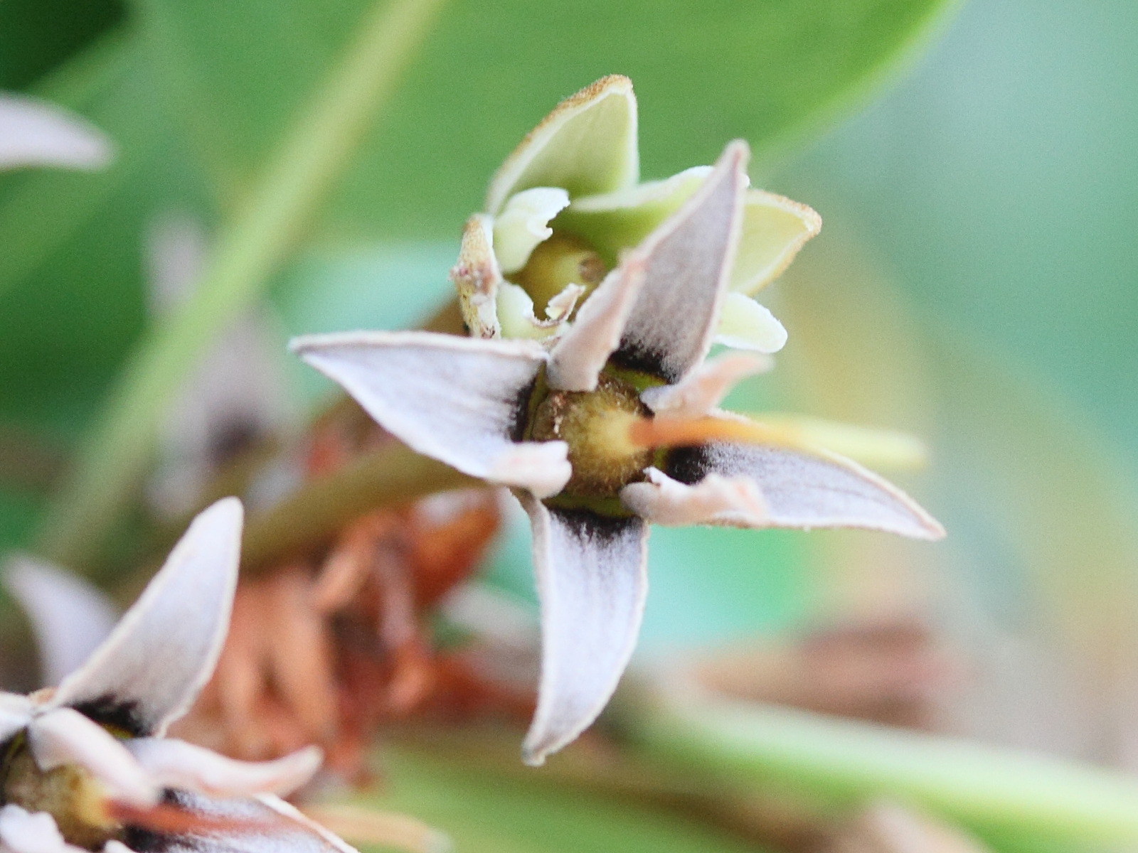 Afficher le média mimusops_comorensis1md mimusops_comorensis1md