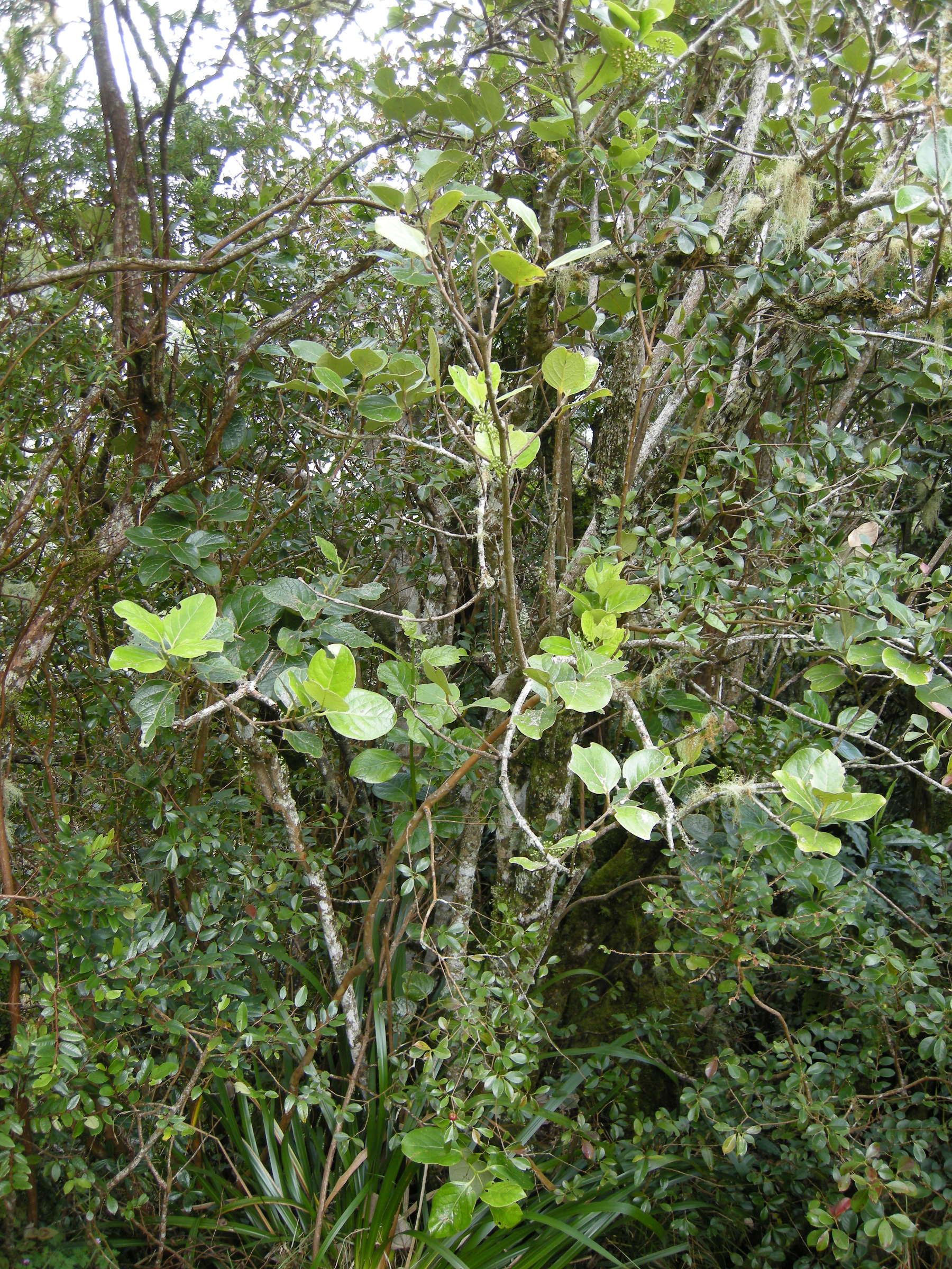 monimia_rotundifolia1md