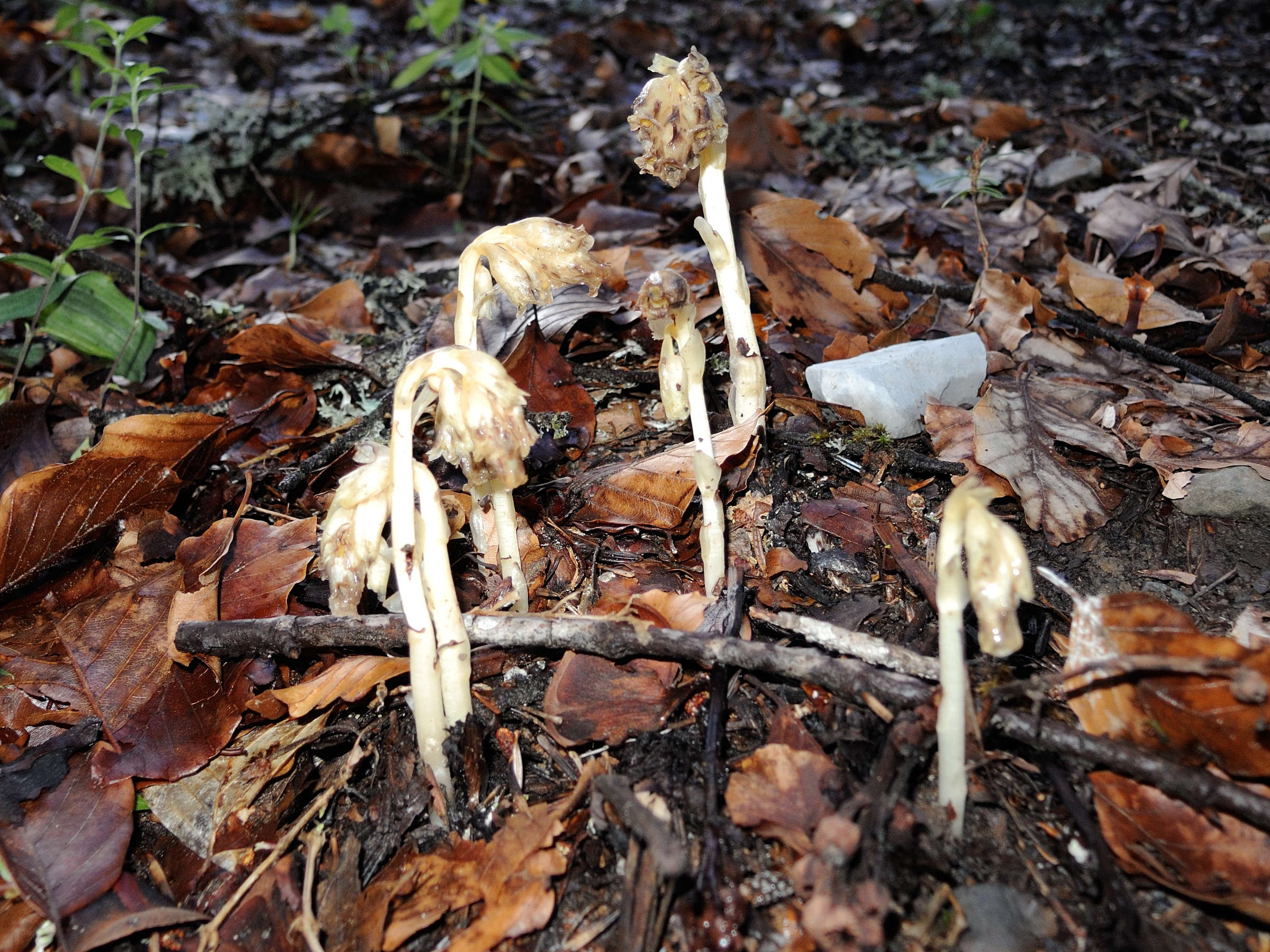monotropa_hypopitys1md