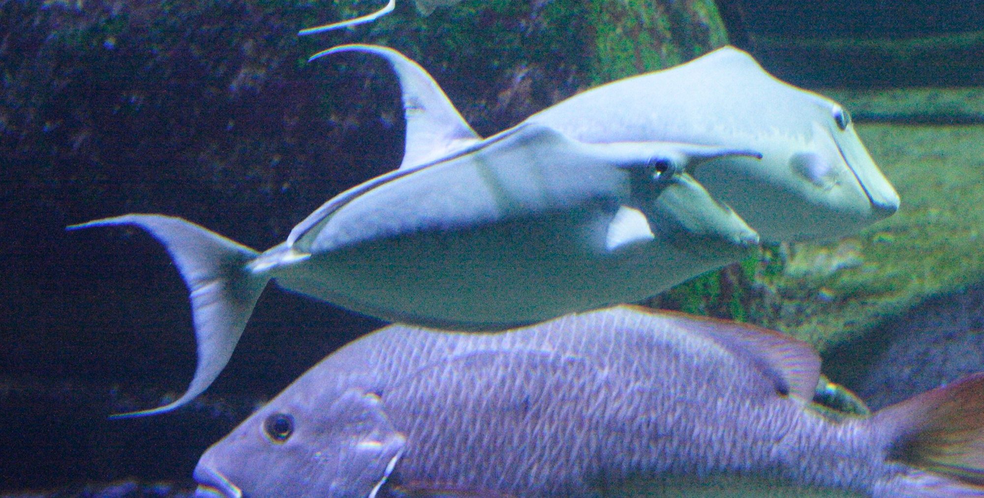 naso_brachycentron2md