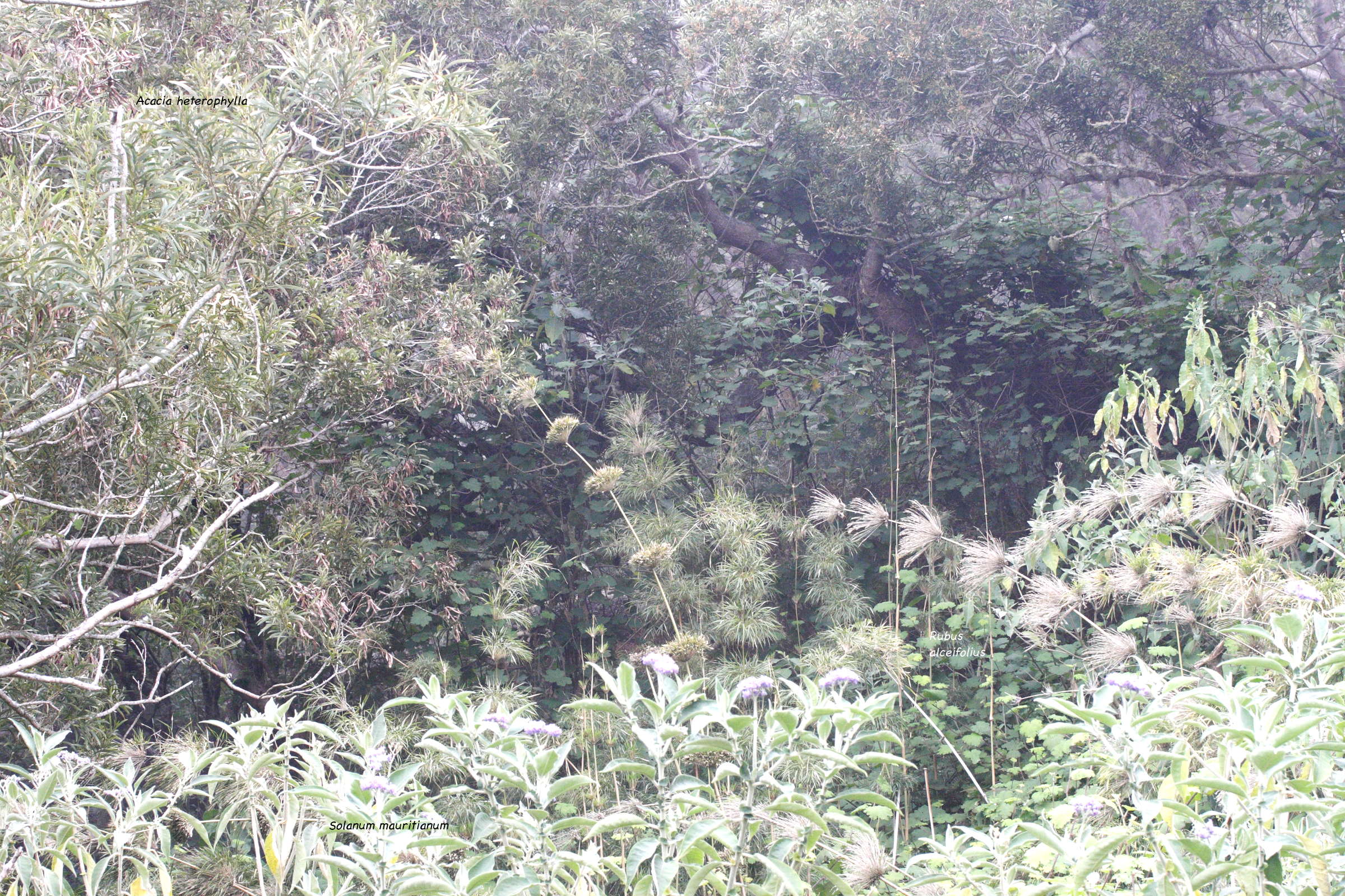 nastus_borbonicus1md