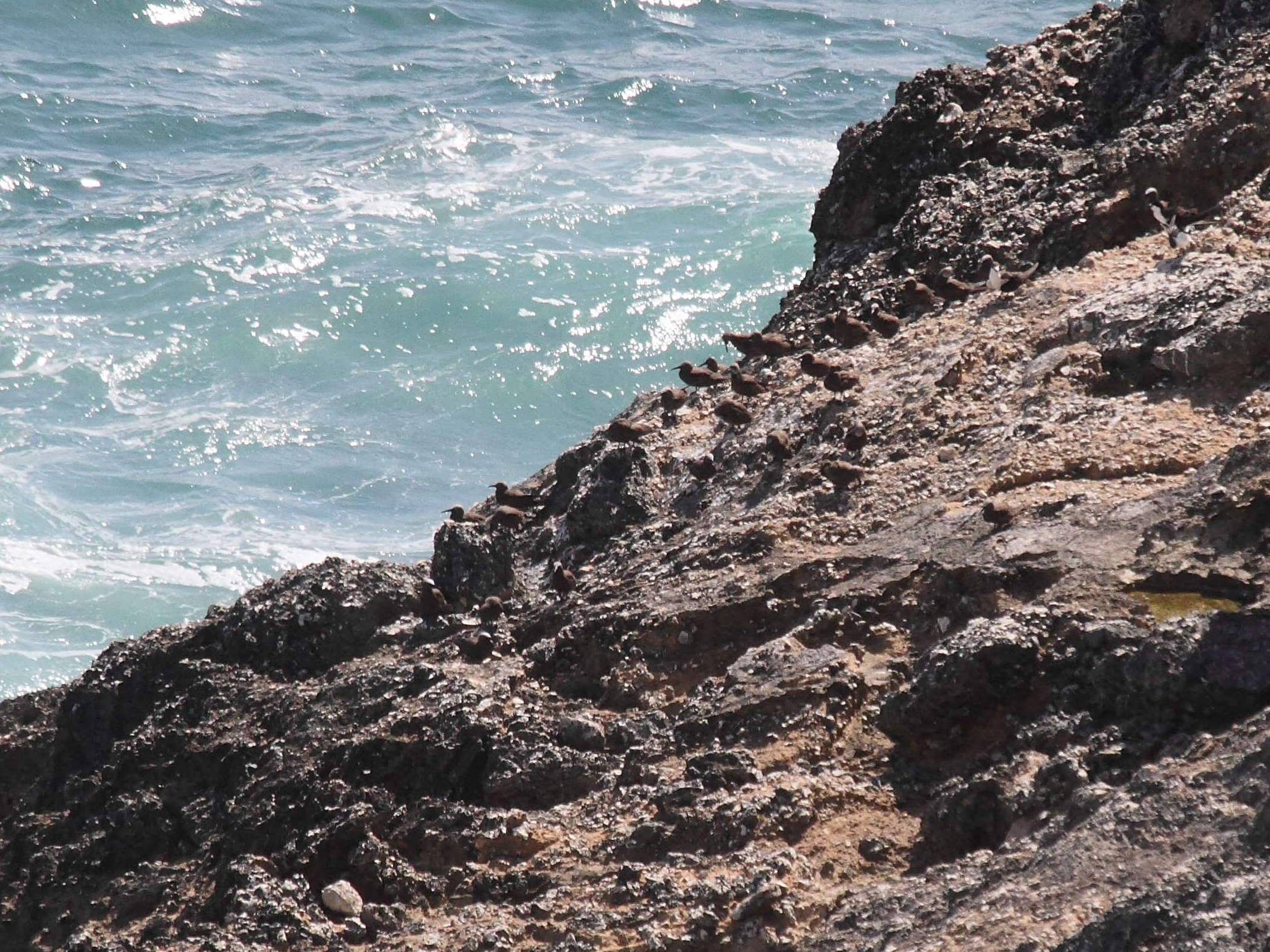 noddi_brun_-_anous_stolidus1bd