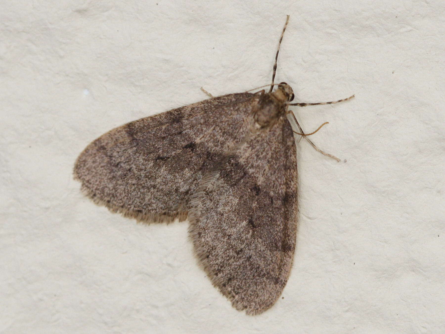 operophtera_brumata7md