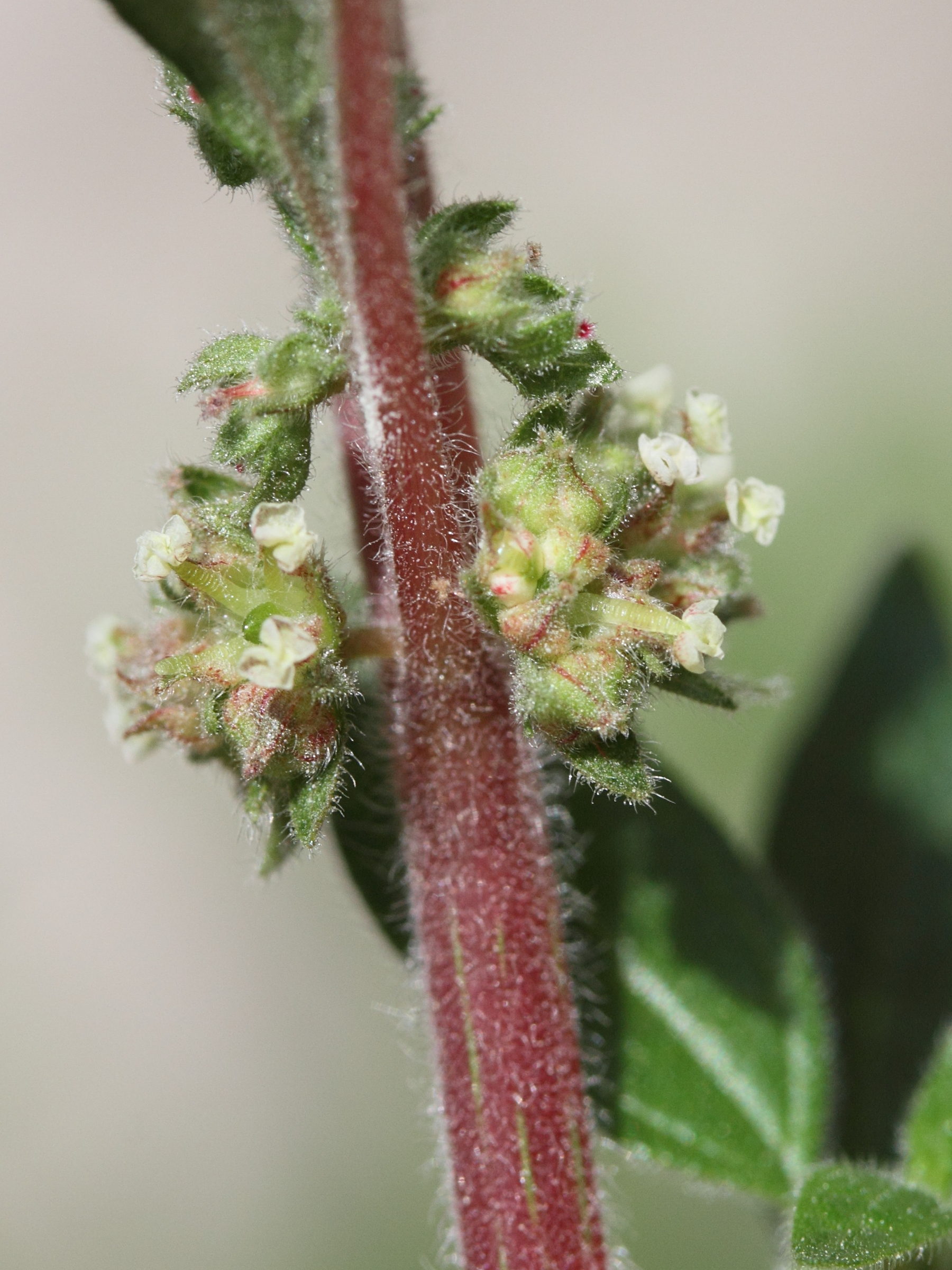 Afficher le média parietaria_officinalis5md parietaria_officinalis5md